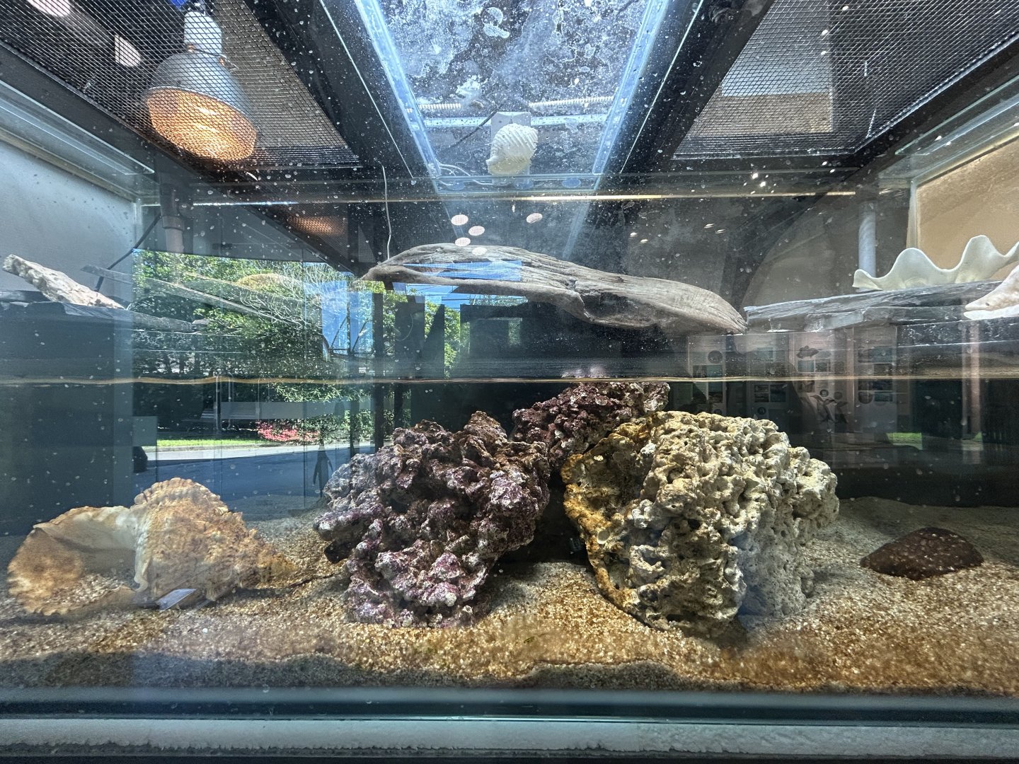 Yellow-banded Sea Krait Exhibit