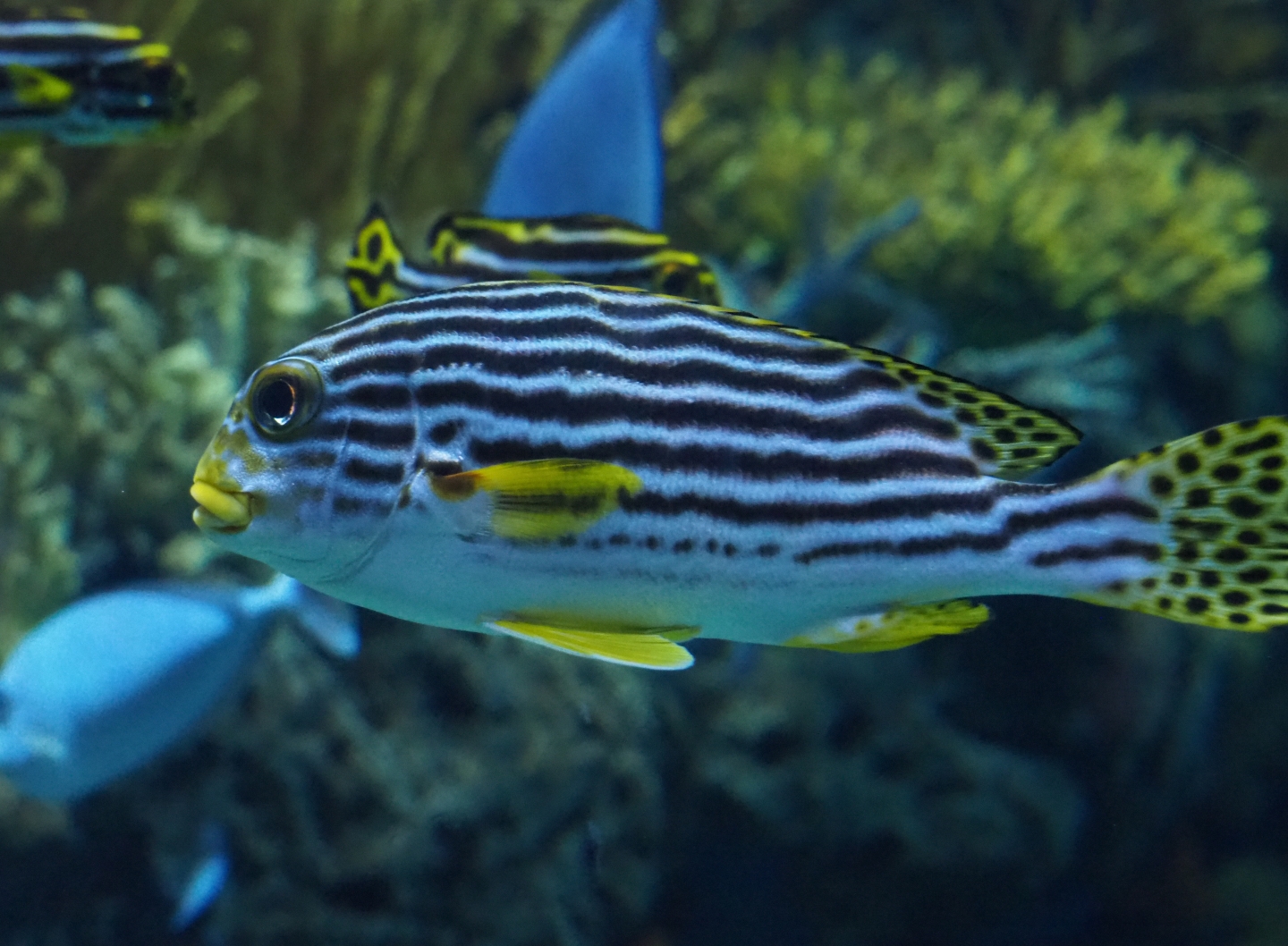 Yellow-banded sweetlips (Plectorhinchus lineatus), Nov 10th, 2018