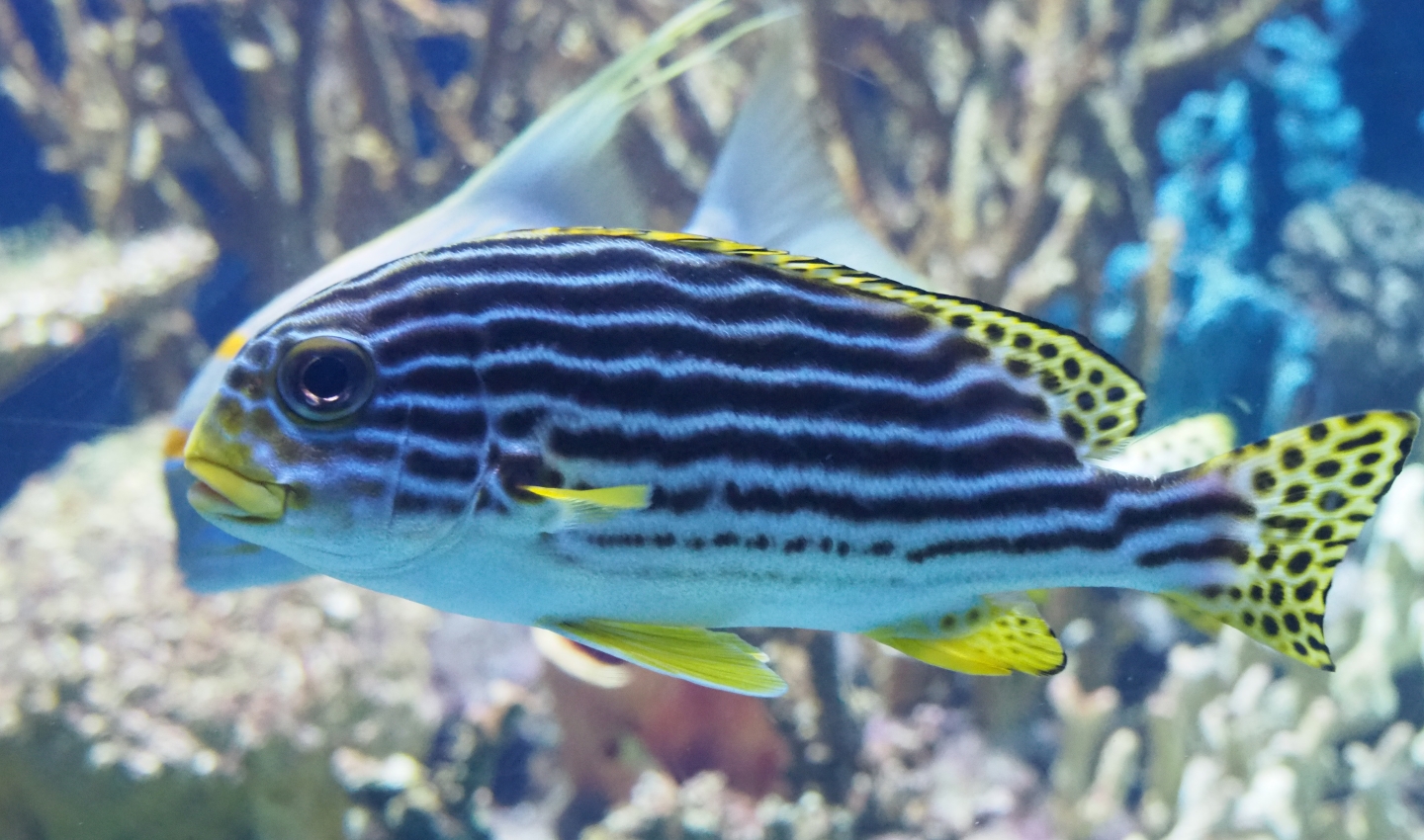 Yellow-banded sweetlips (Plectorhinchus lineatus), Nov 10th, 2018