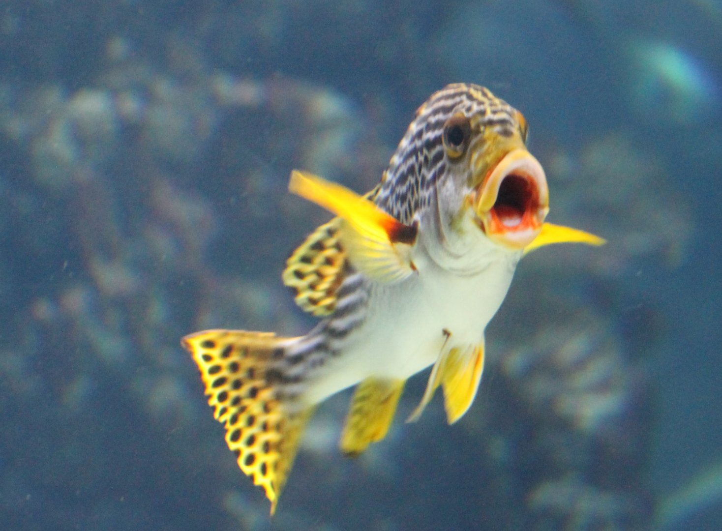 Yellow-banded sweetlips - Plectorhinchus lineatus