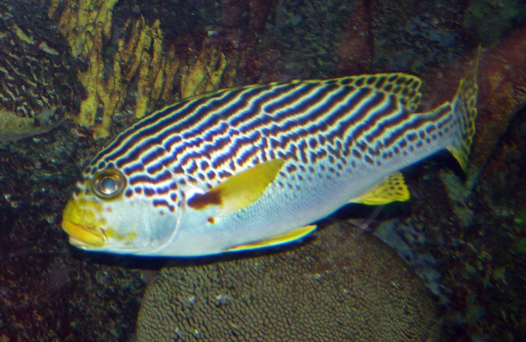 Yellow-banded sweetlips (Plectorhinchus lineatus)