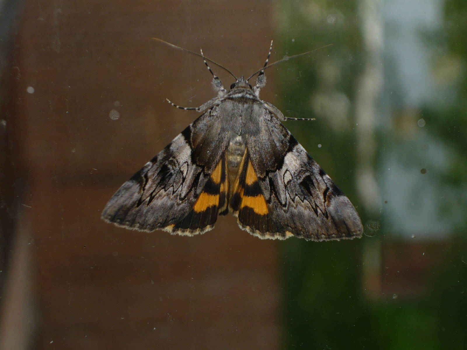 Yellow bands underwing (Catocala fulminea)