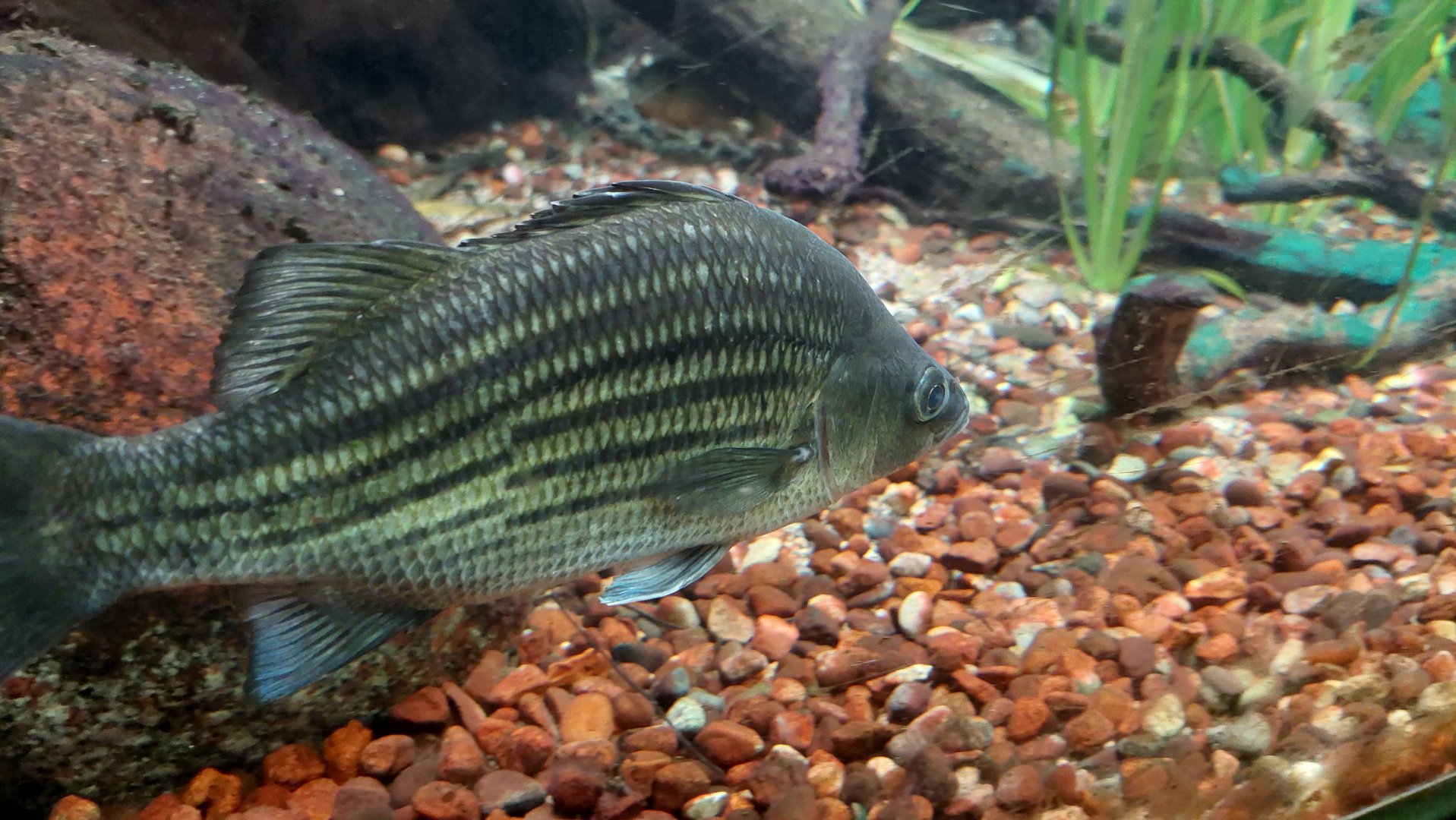 Yellow bass- grass pickerel tank