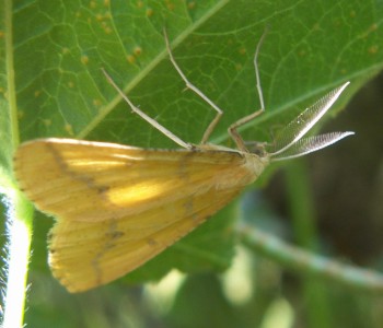 Yellow Belle (Aspitates ochrearia)