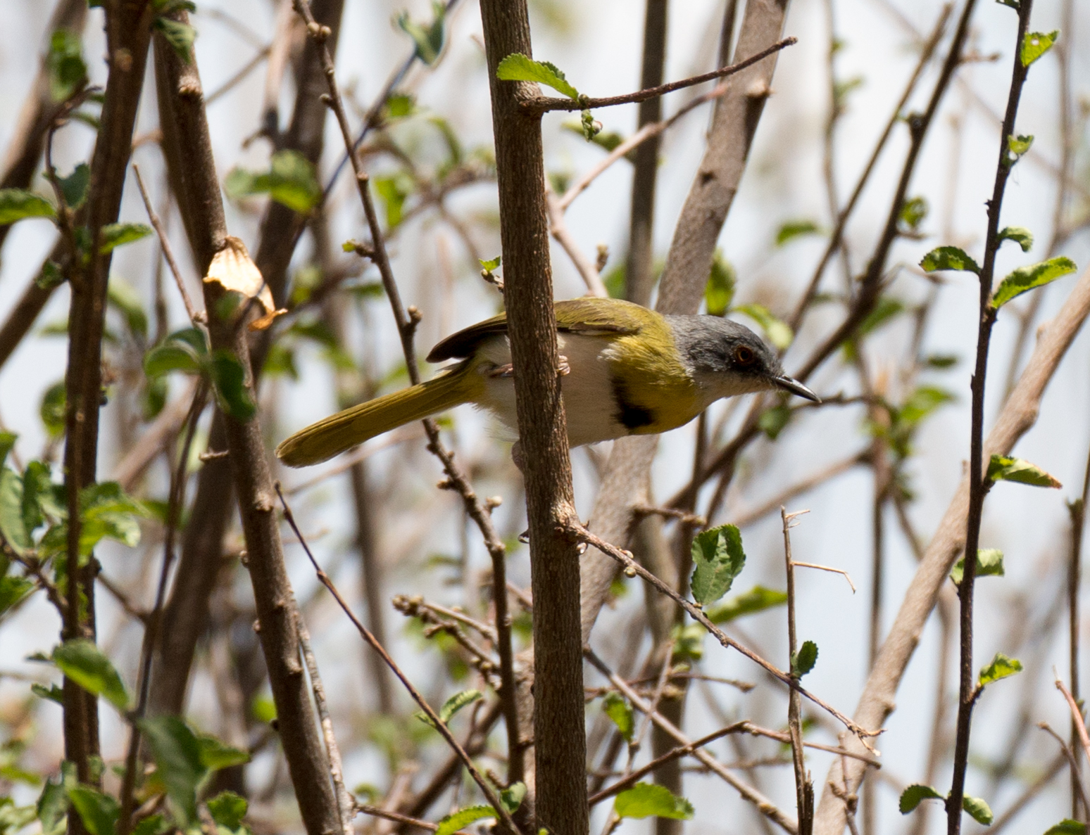 Yellow-bellied Apalis