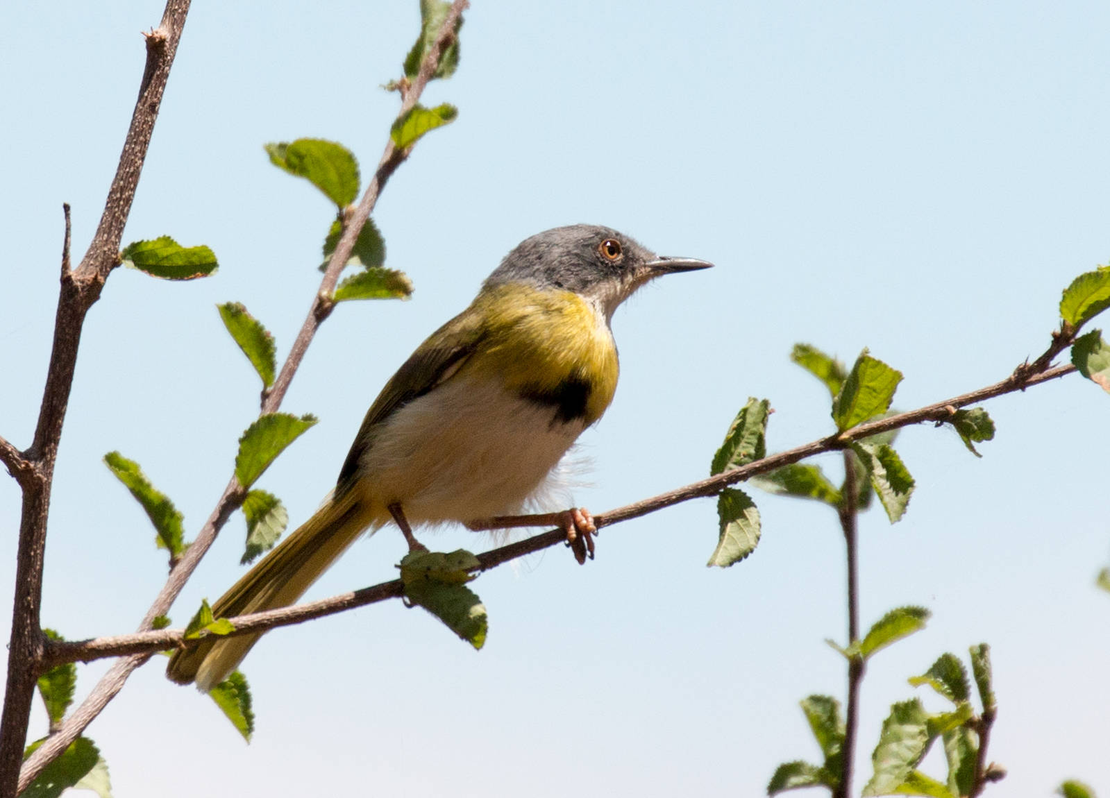 Yellow-bellied Apalis