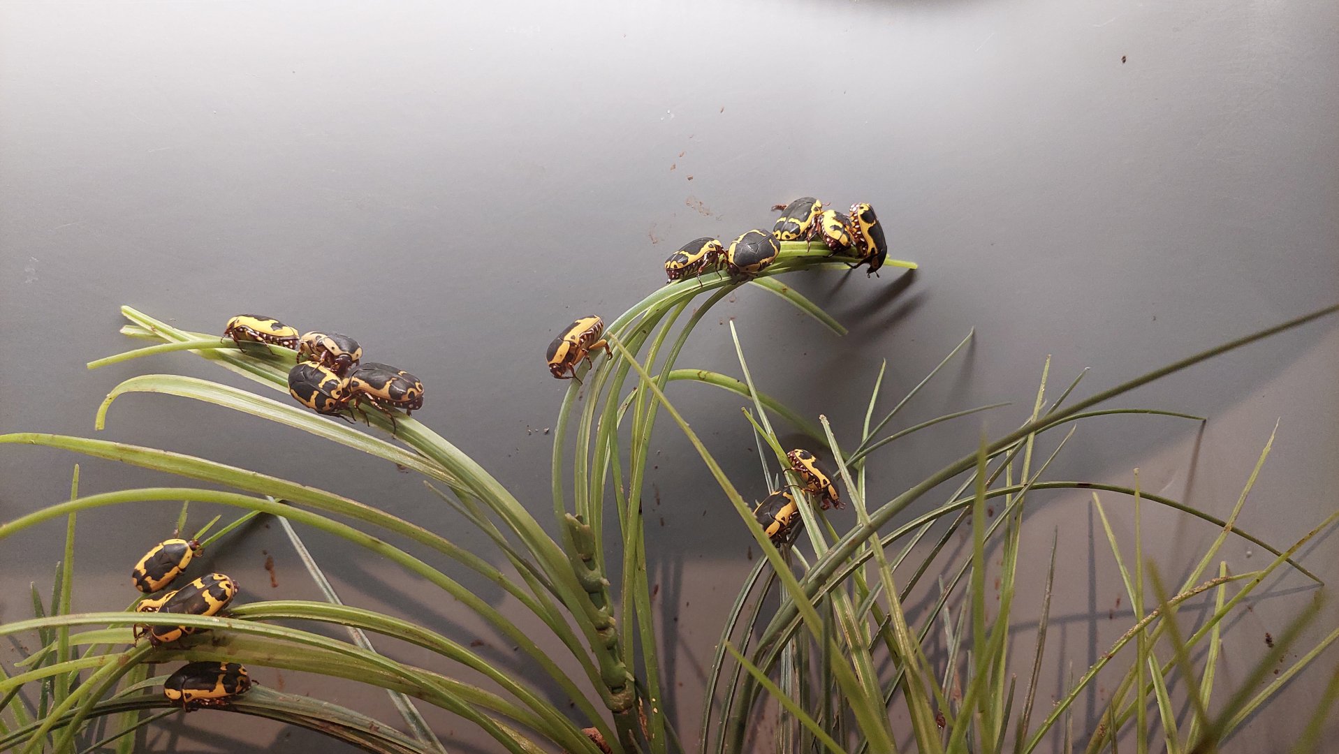Yellow-bellied beetle Enclosure