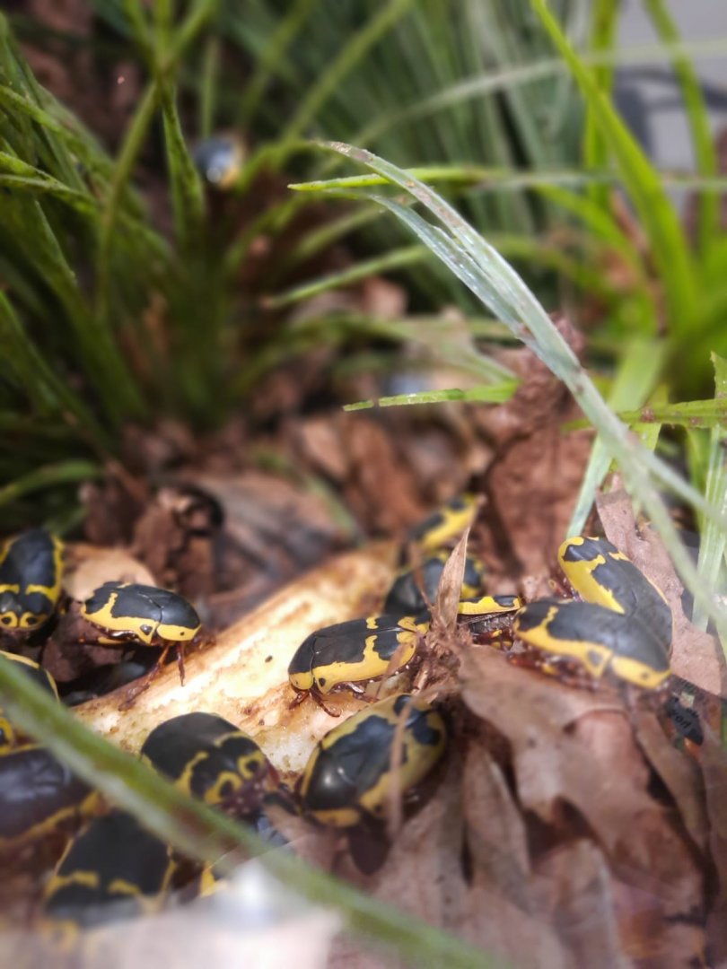 Yellow-bellied beetle (Pachnoda flaviventris)
