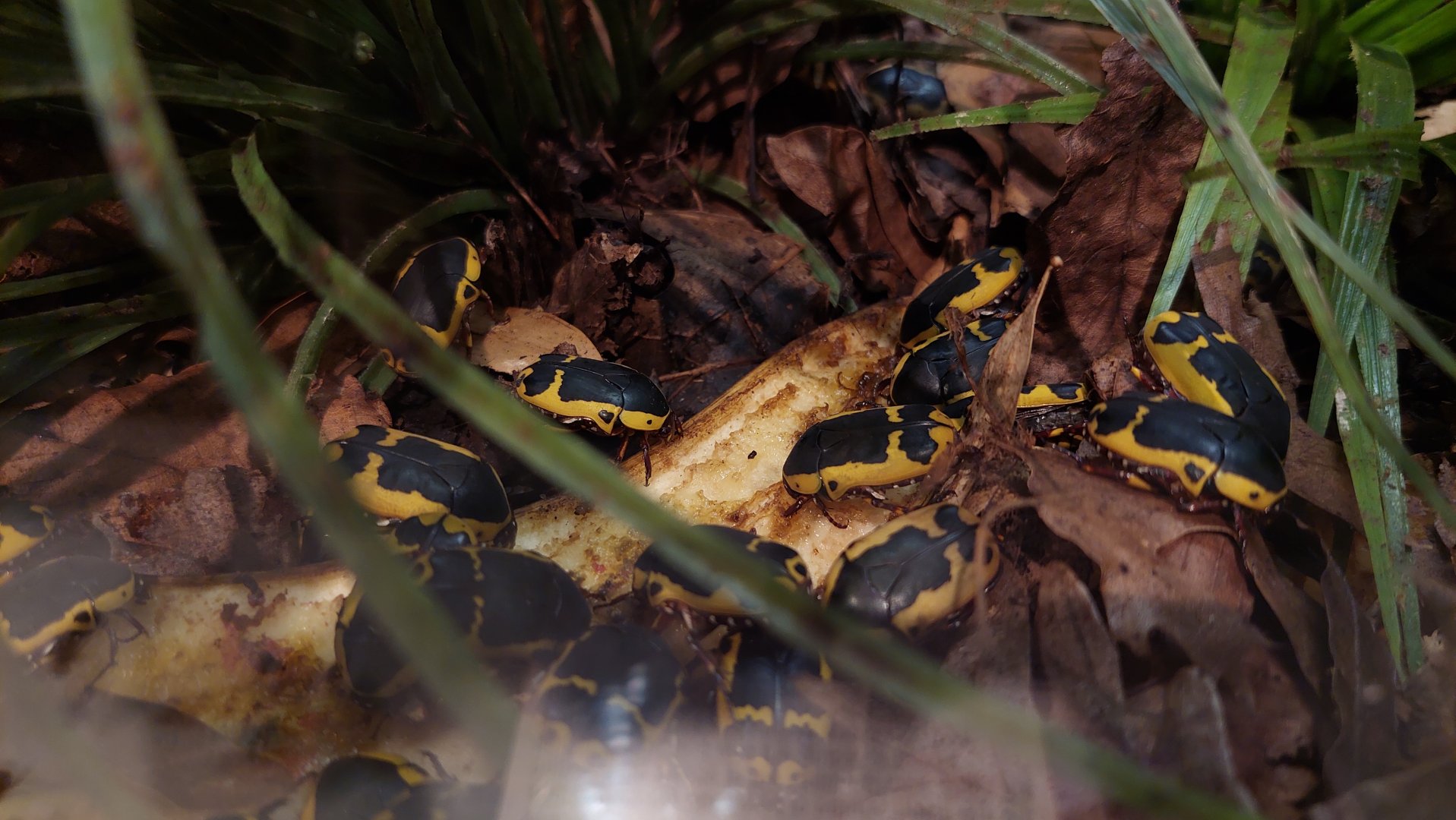 Yellow-bellied beetle (Pachnoda flaviventris)