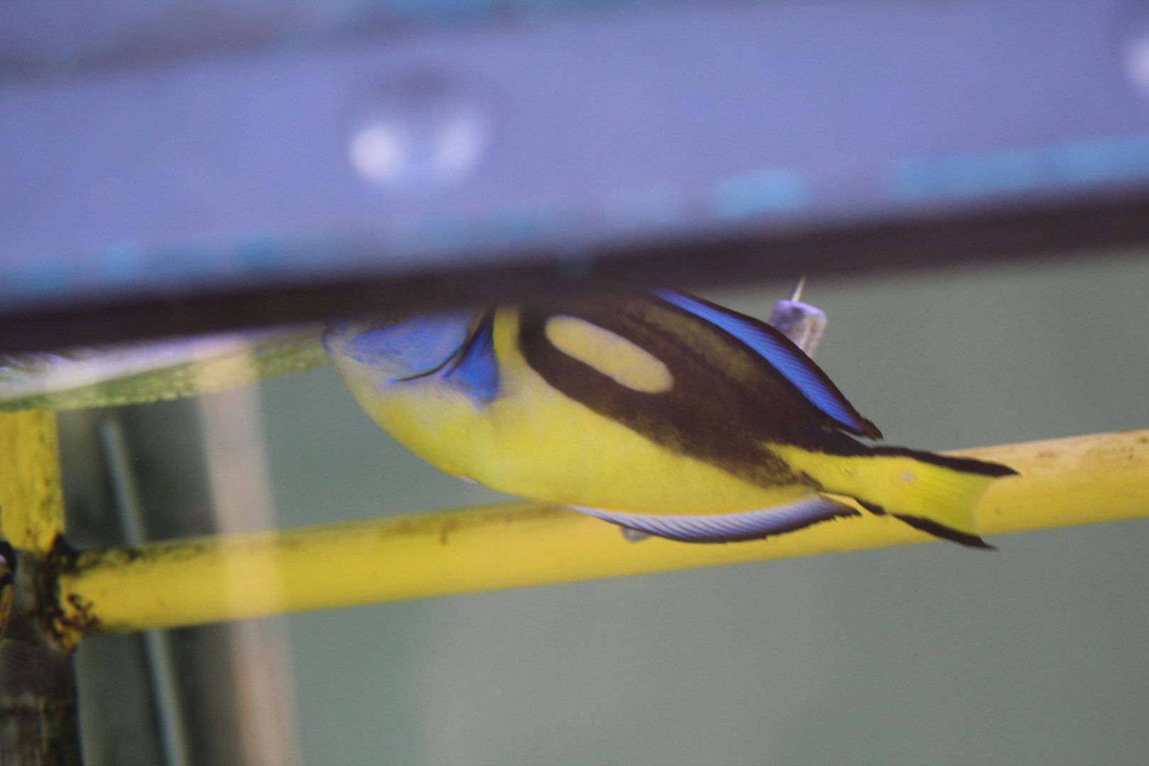 "Yellow-Bellied" Blue Tang