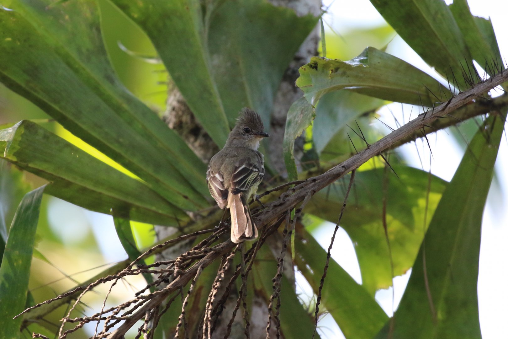 Yellow-bellied Elaenia
