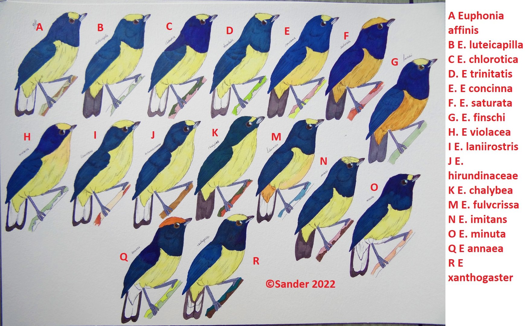 Yellow-bellied Euphonia ID plate