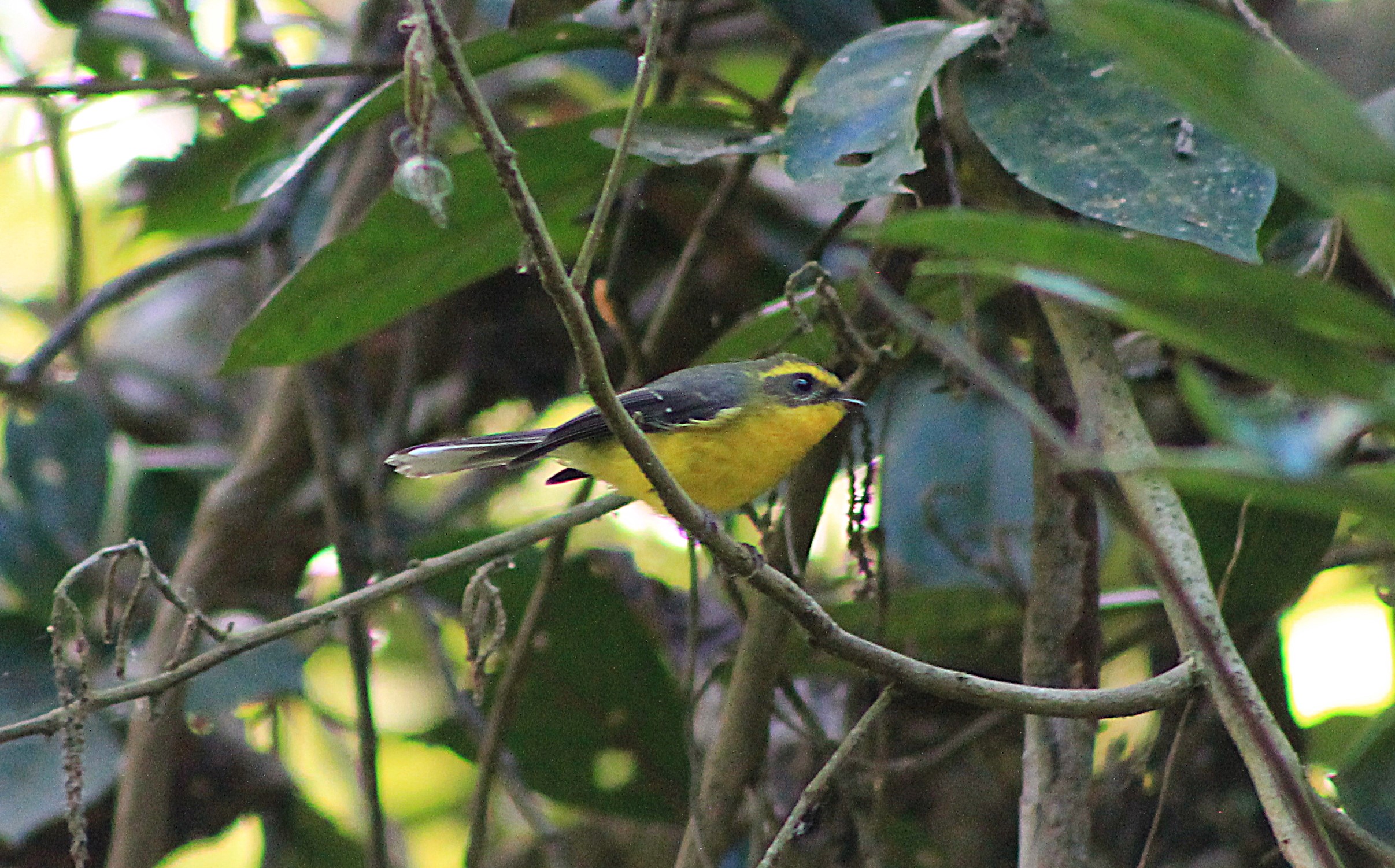 Yellow-bellied Fantail (Chelidorhynx hypoxanthus)