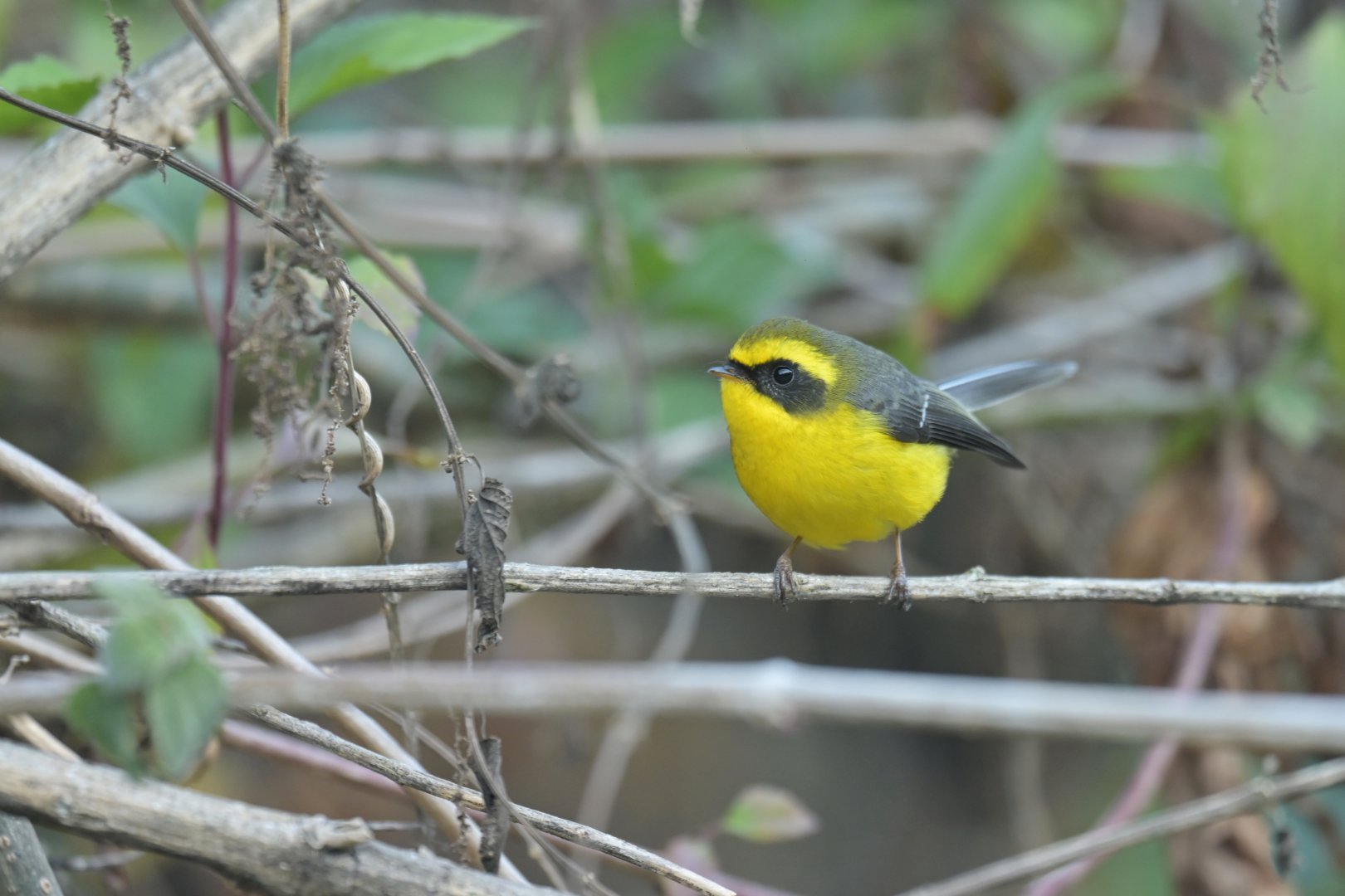 Yellow-bellied Fantail Chelidorhynx hypoxanthus