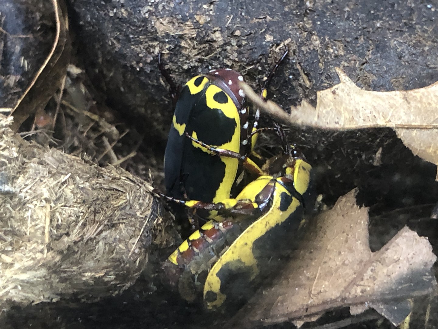 Yellow-bellied Flower Beetle (Pachnoda flaviventris)