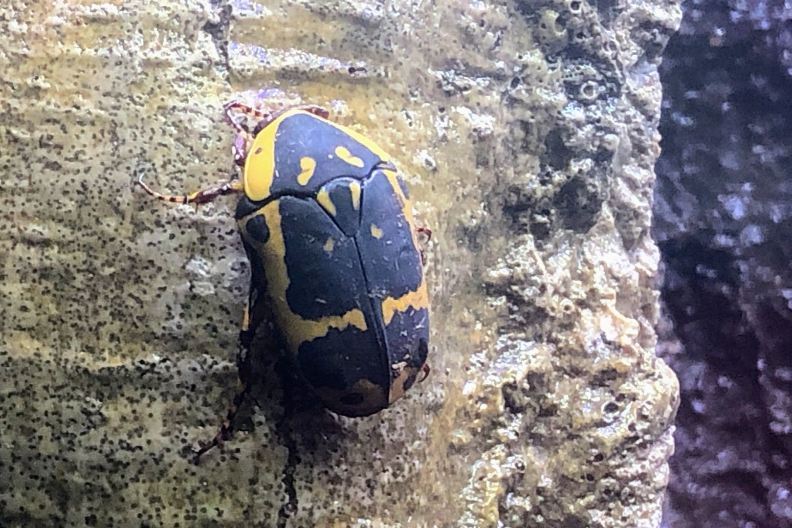 Yellow-bellied Flower Beetle