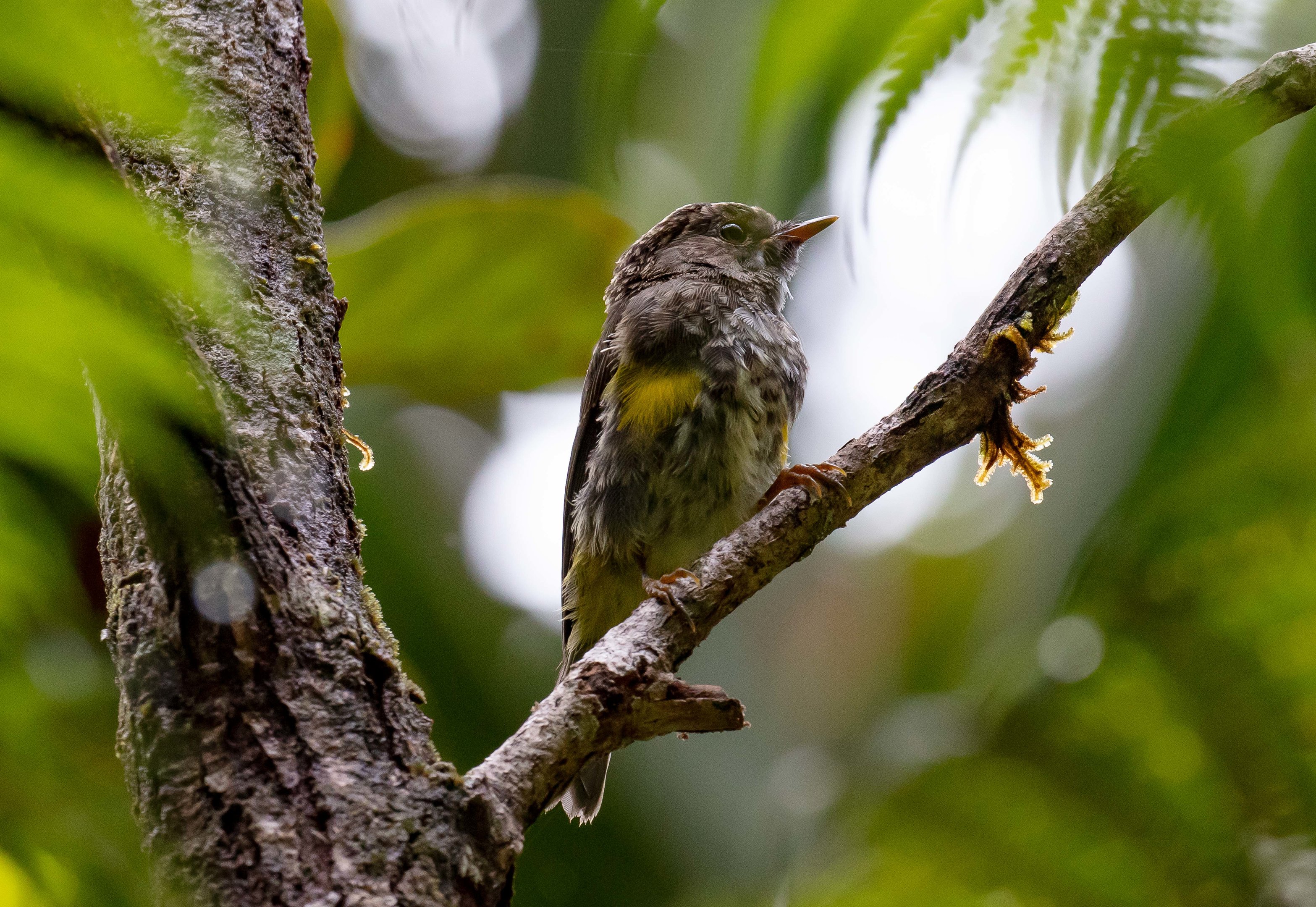 Yellow-bellied Flyrobin (juvenile)