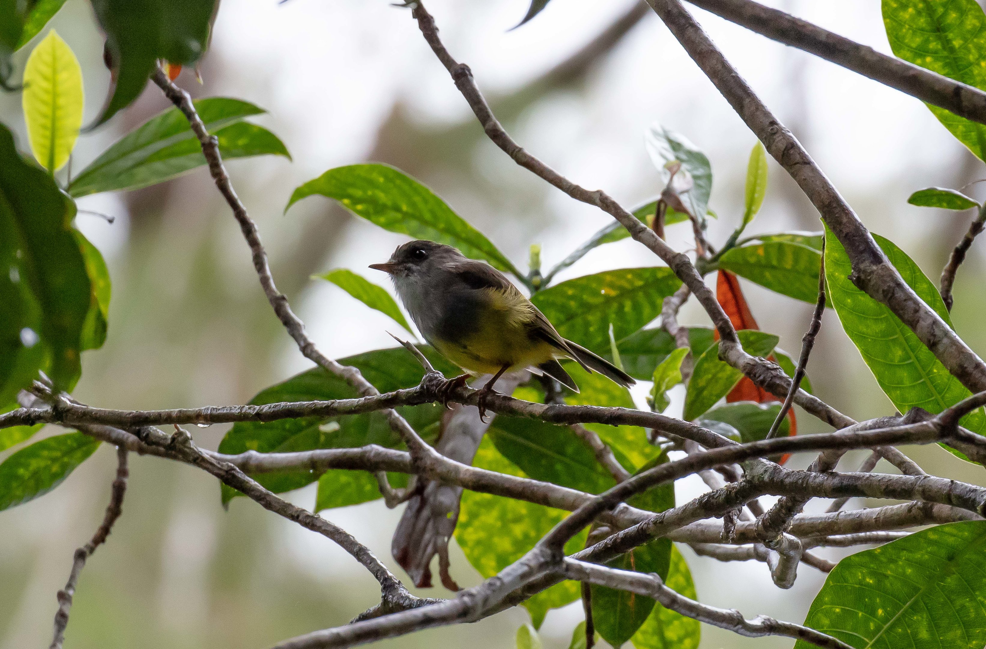 Yellow-bellied Flyrobin
