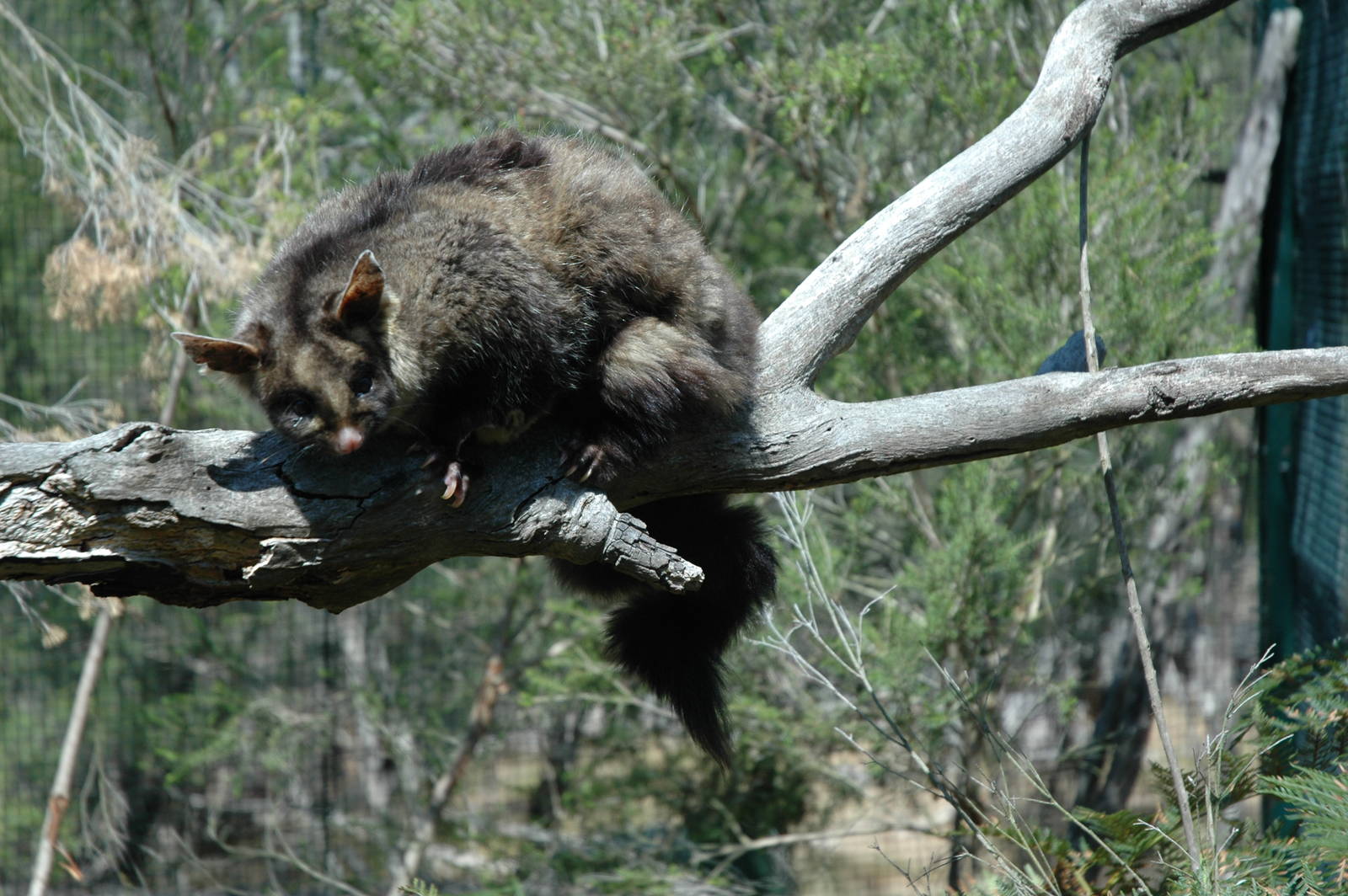 Yellow Bellied Glider at Moonlit Sanctuary