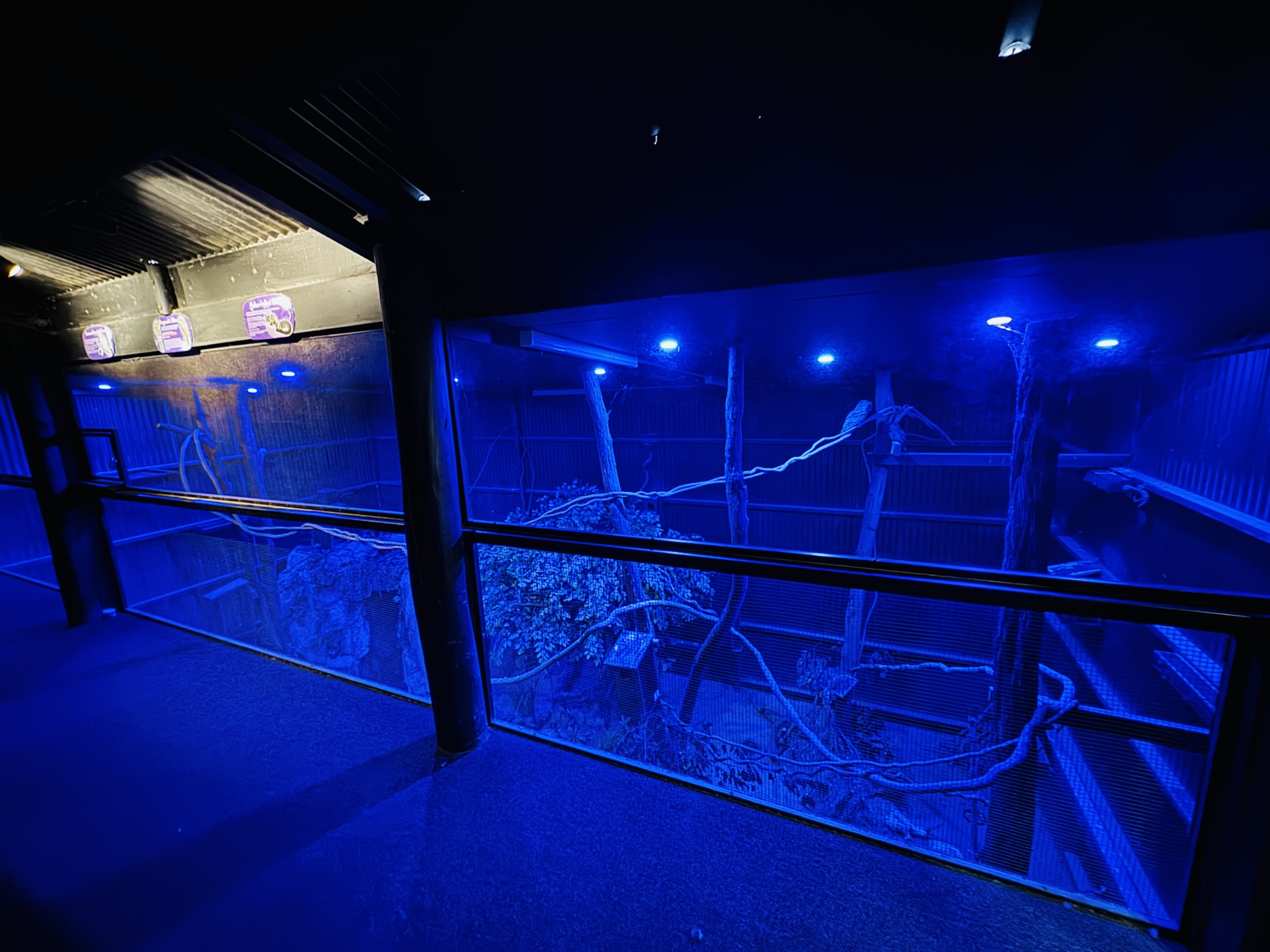 Yellow-bellied Glider enclosure