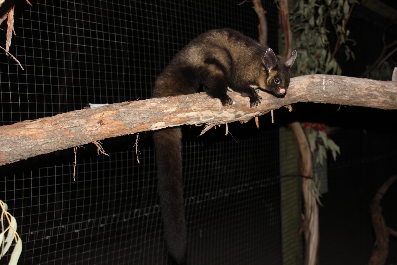 Yellow-bellied Glider (Petaurus australis)