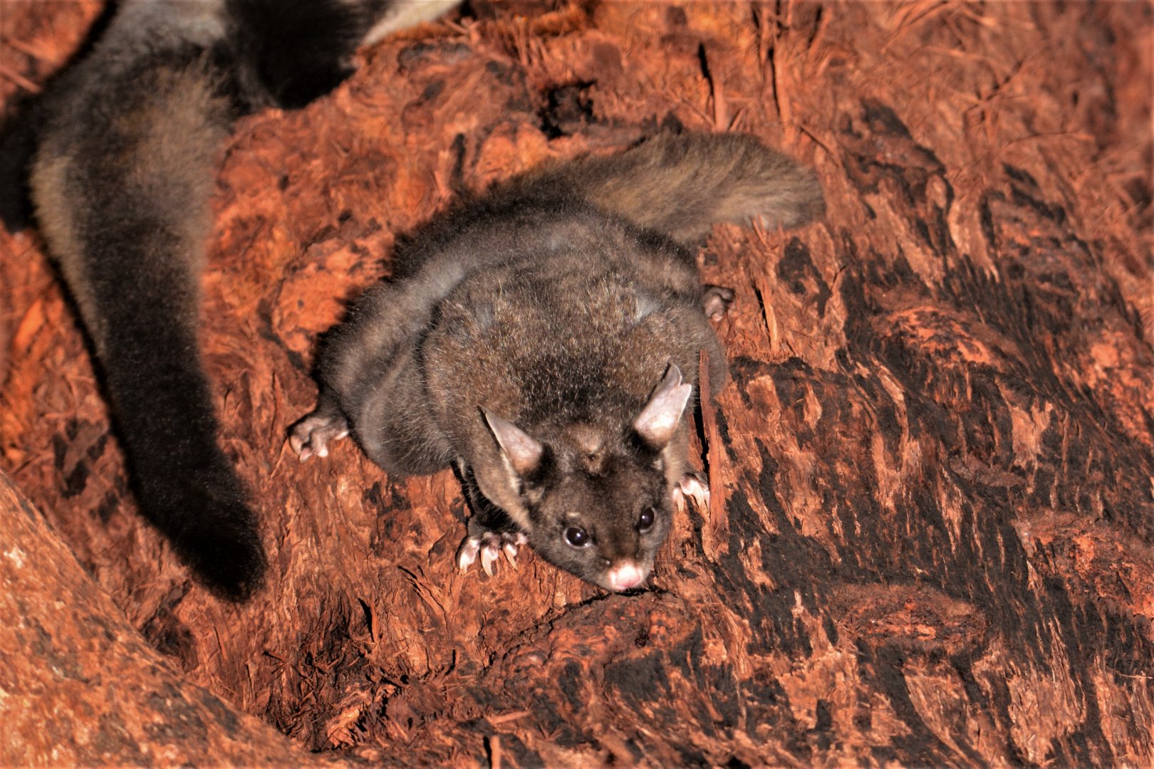 Yellow-bellied Glider (Petaurus australis)