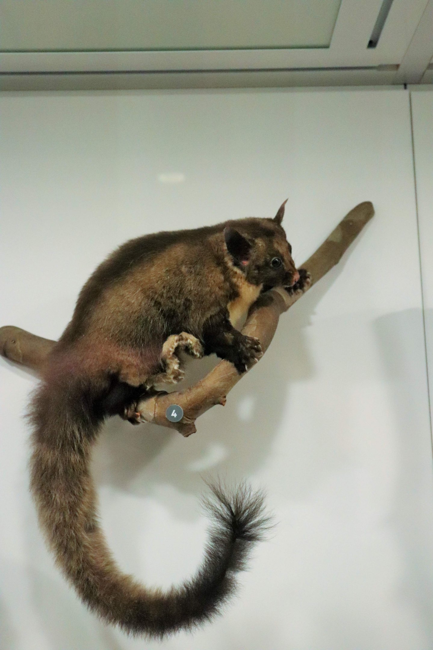 Yellow-bellied Glider (Petaurus australis)