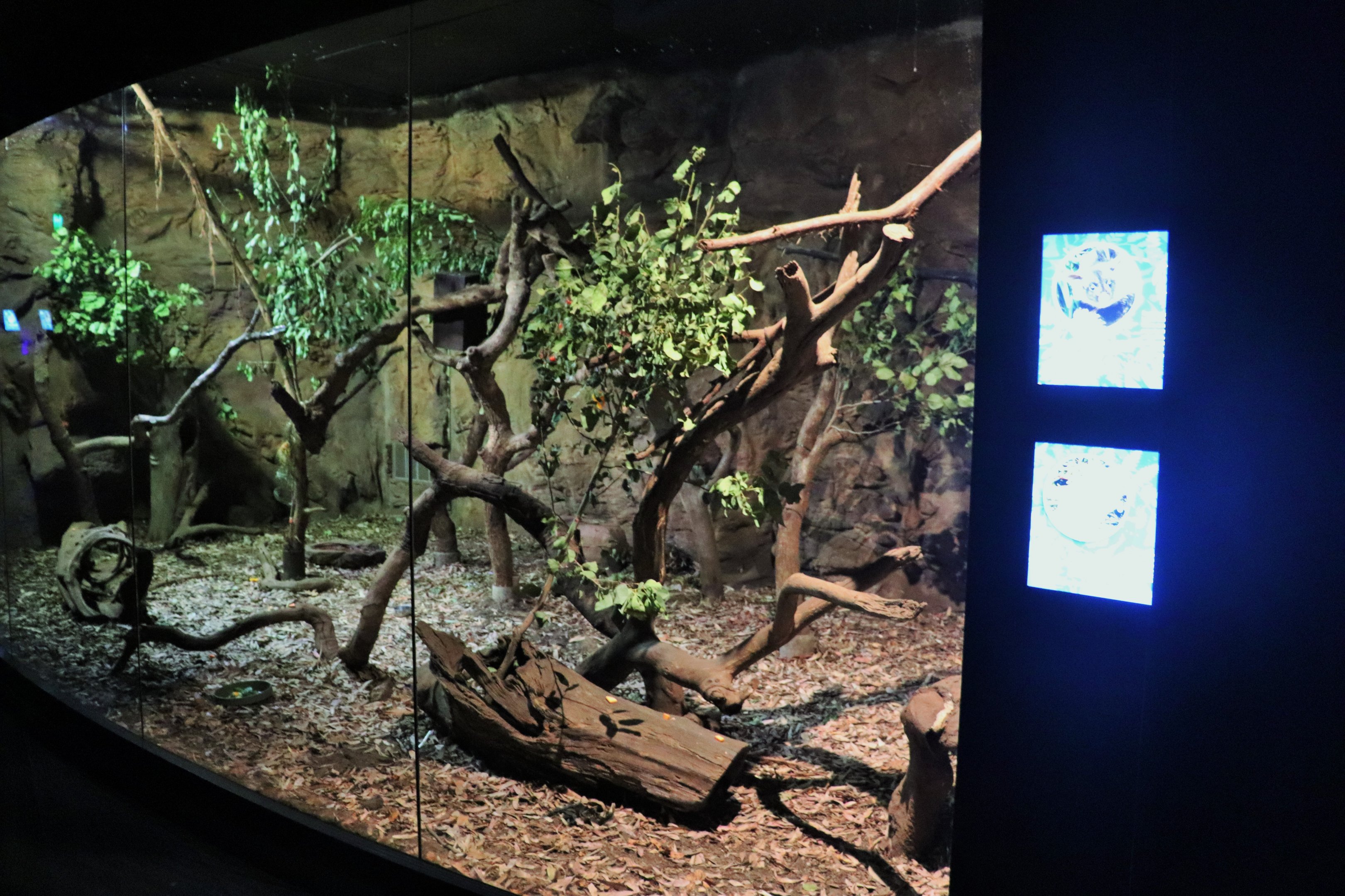 Yellow-bellied Glider/ Rufous Bettong Enclosure