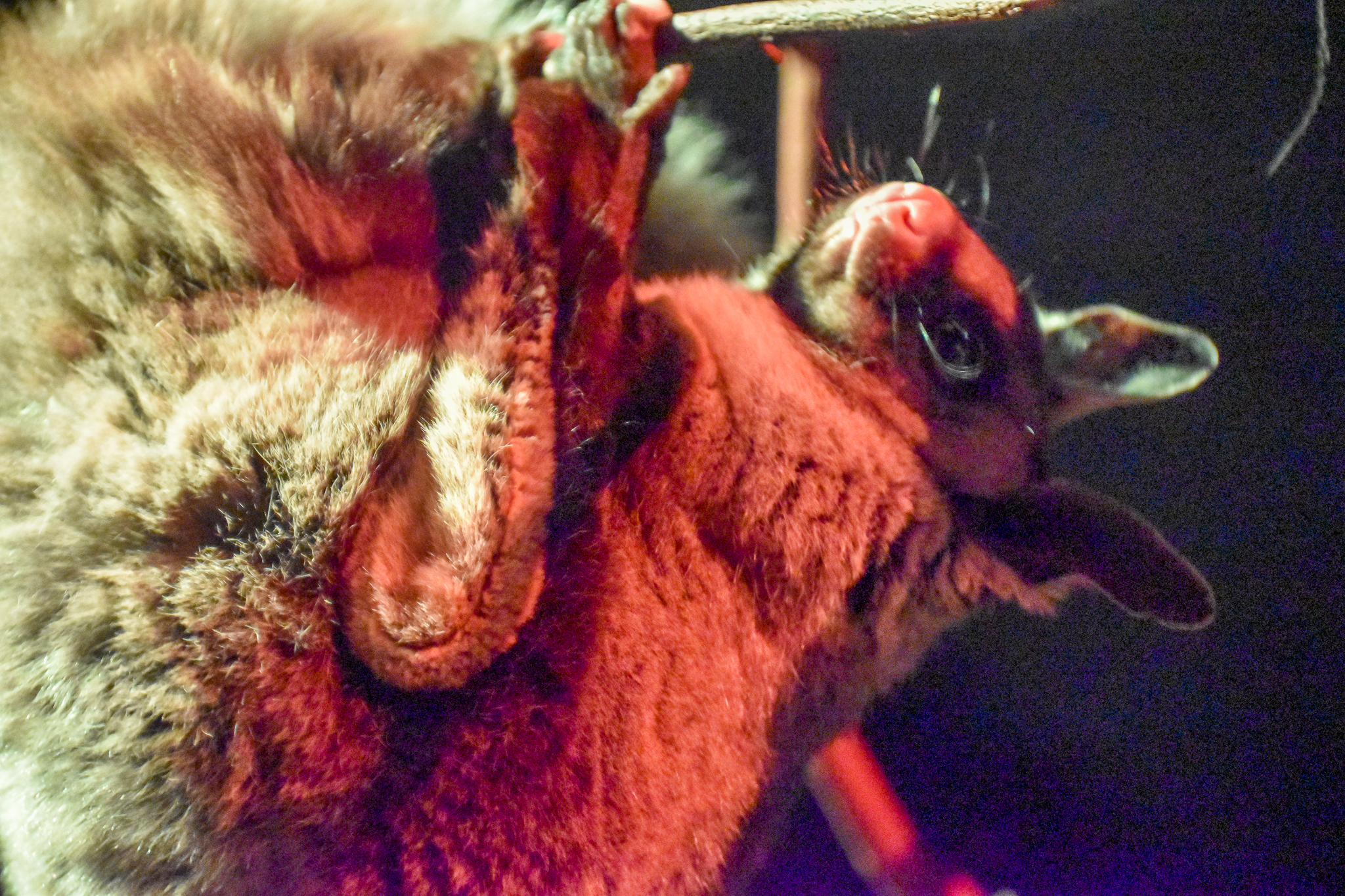 Yellow-bellied Glider