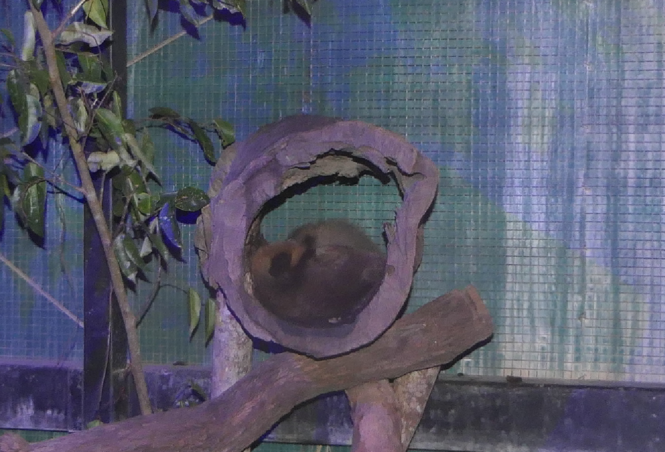 Yellow-bellied Glider