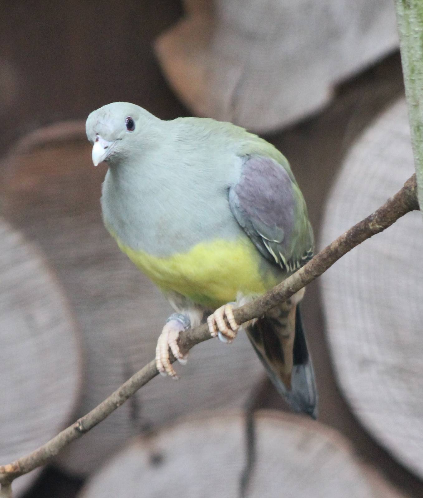 Yellow-bellied green pigeon