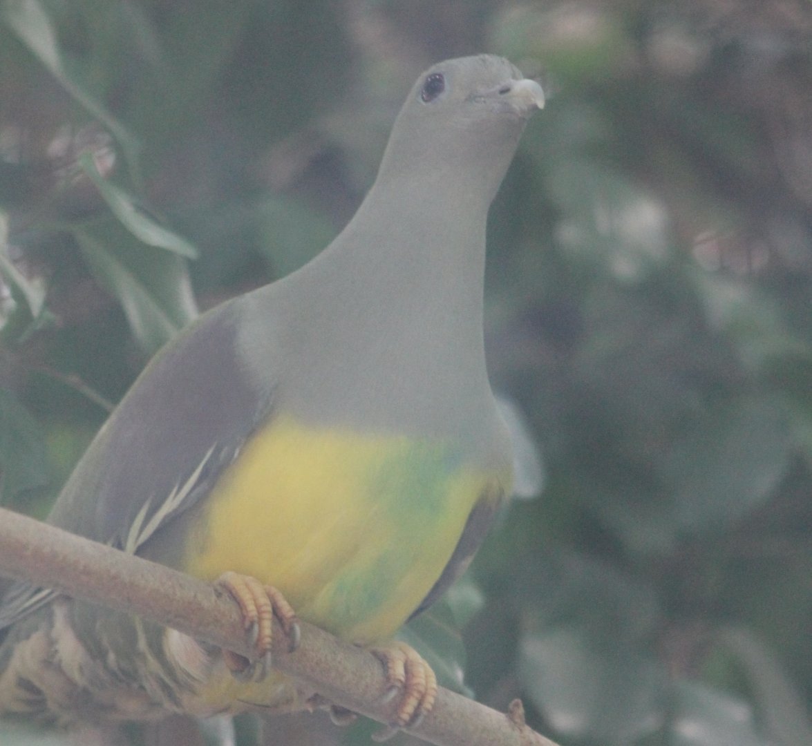 Yellow-bellied green pigeon