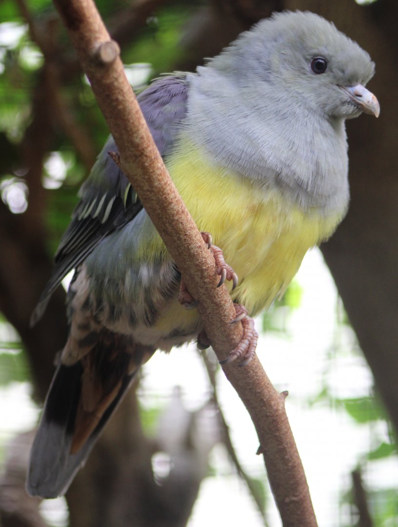 Yellow-bellied green pigeon