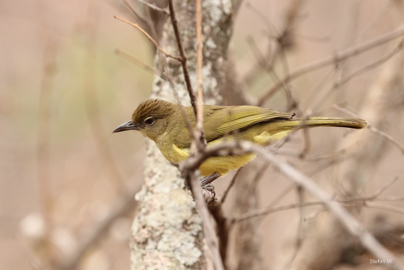yellow-bellied greenbul (Chlorocichla flaviventris)