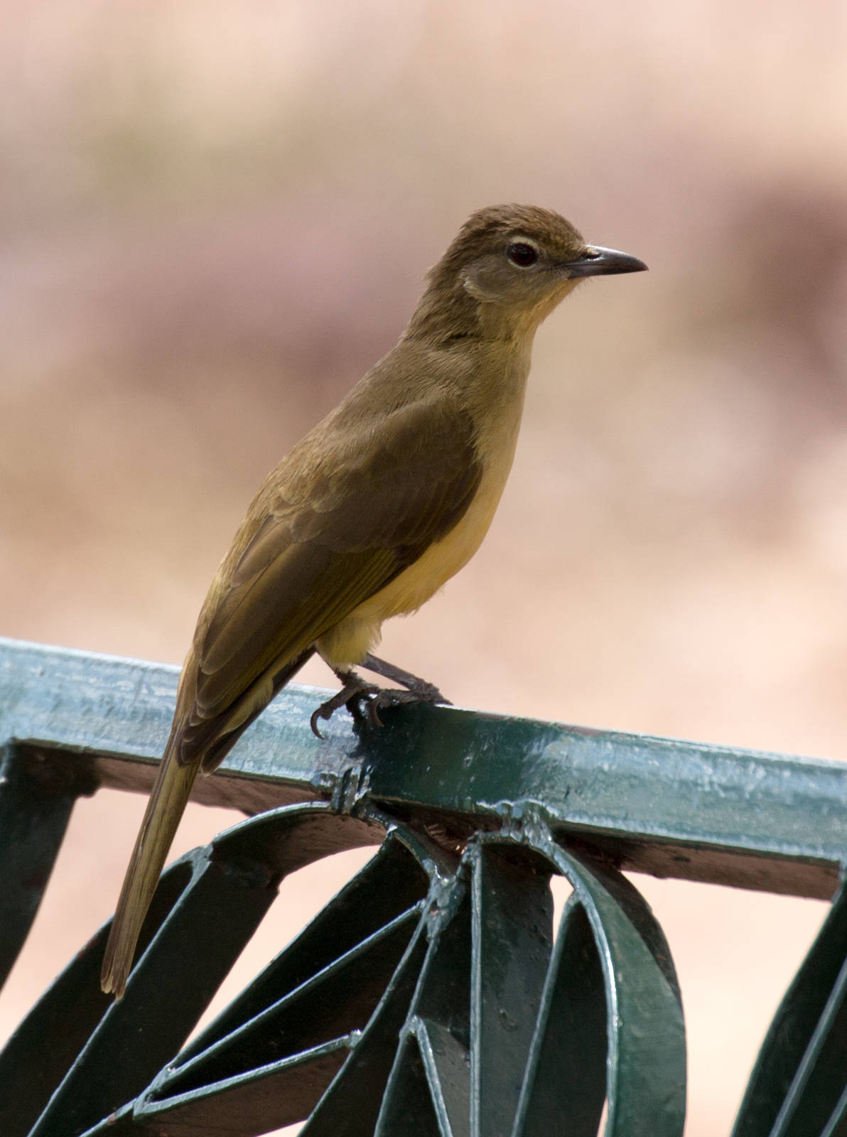 Yellow-bellied Greenbul