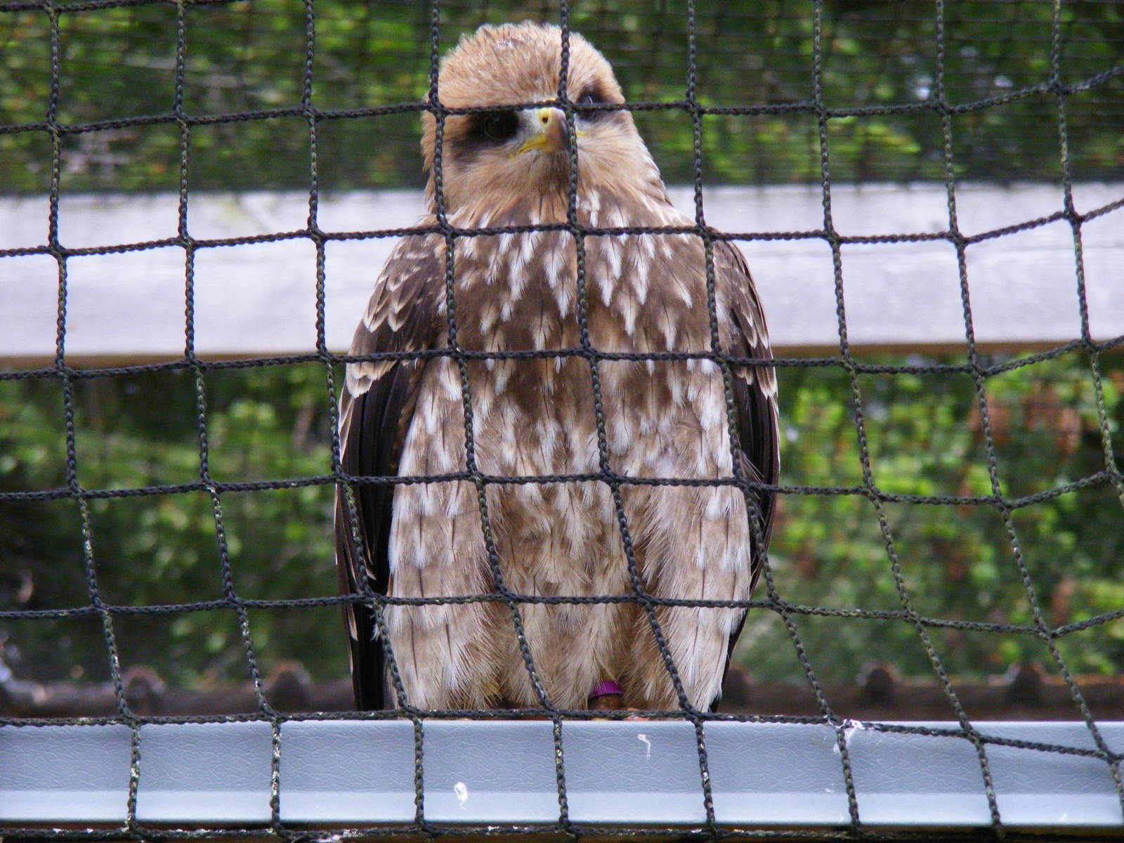Yellow bellied kite at Blair Drummond Safari Park, 19 May 2010