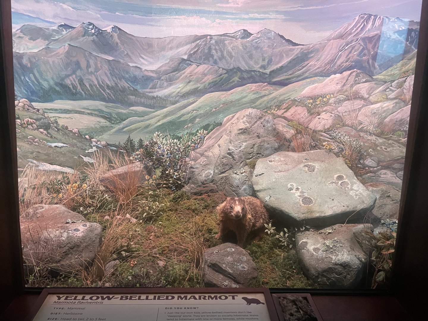 Yellow-bellied Marmot Diorama