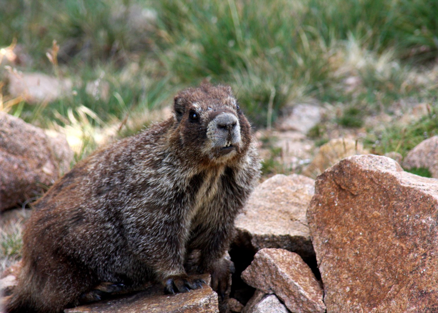 yellow-bellied marmot (Marmota flaviventris) @ Rocky Mountain NP 2011