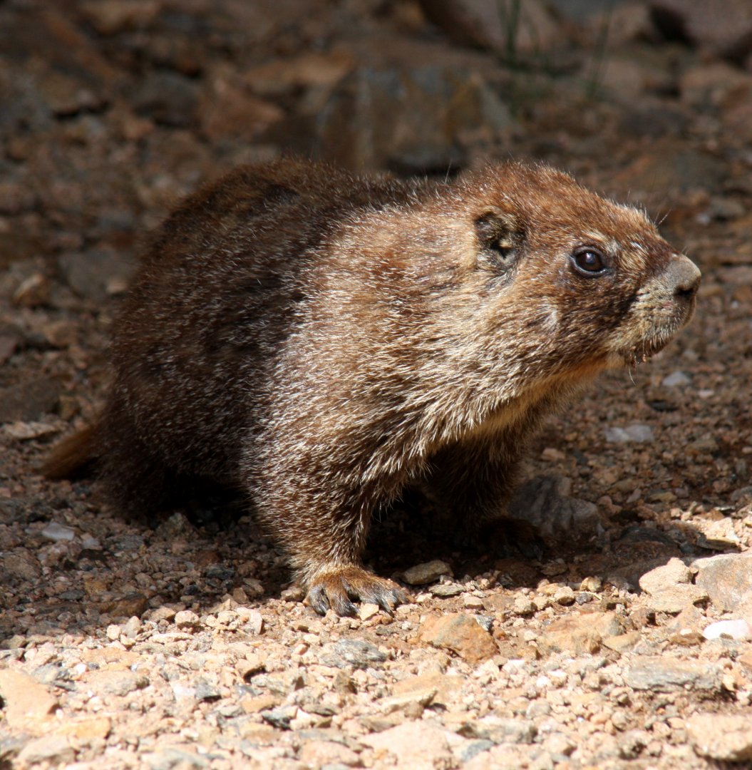yellow-bellied marmot (Marmota flaviventris) @ Rocky Mountain NP 2011