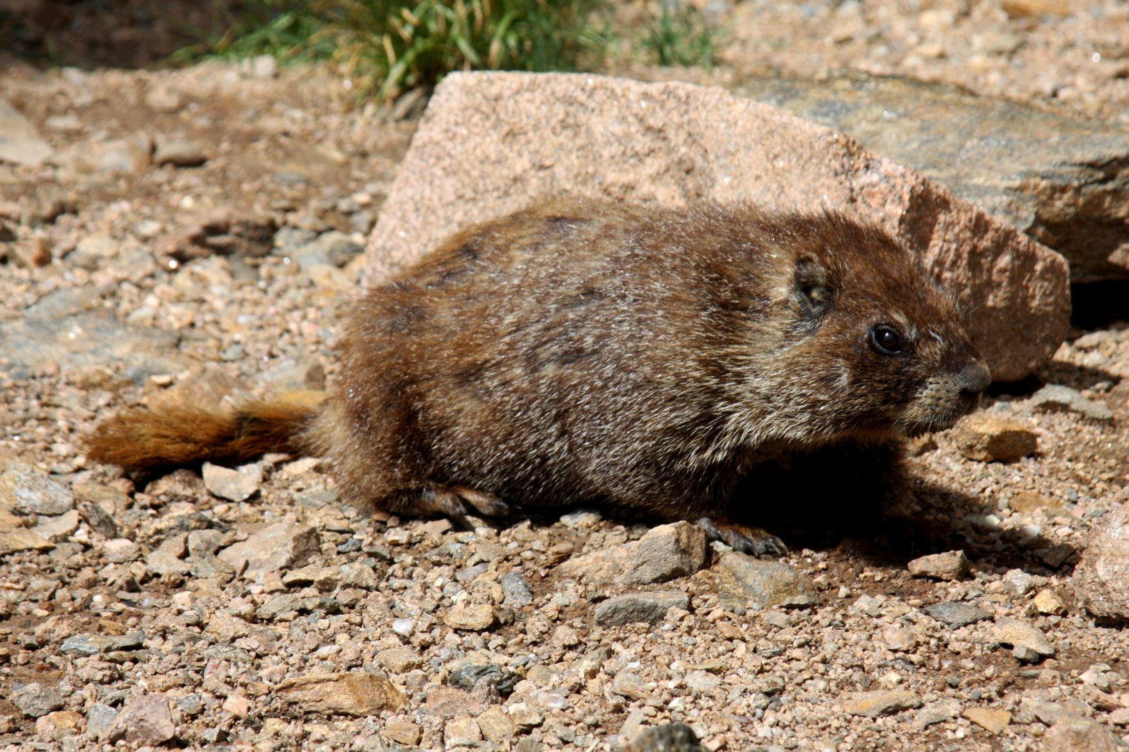 yellow-bellied marmot (Marmota flaviventris) @ Rocky Mountain NP 2011