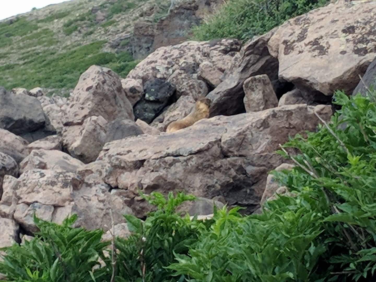 Yellow bellied marmot (Marmota flaviventris)