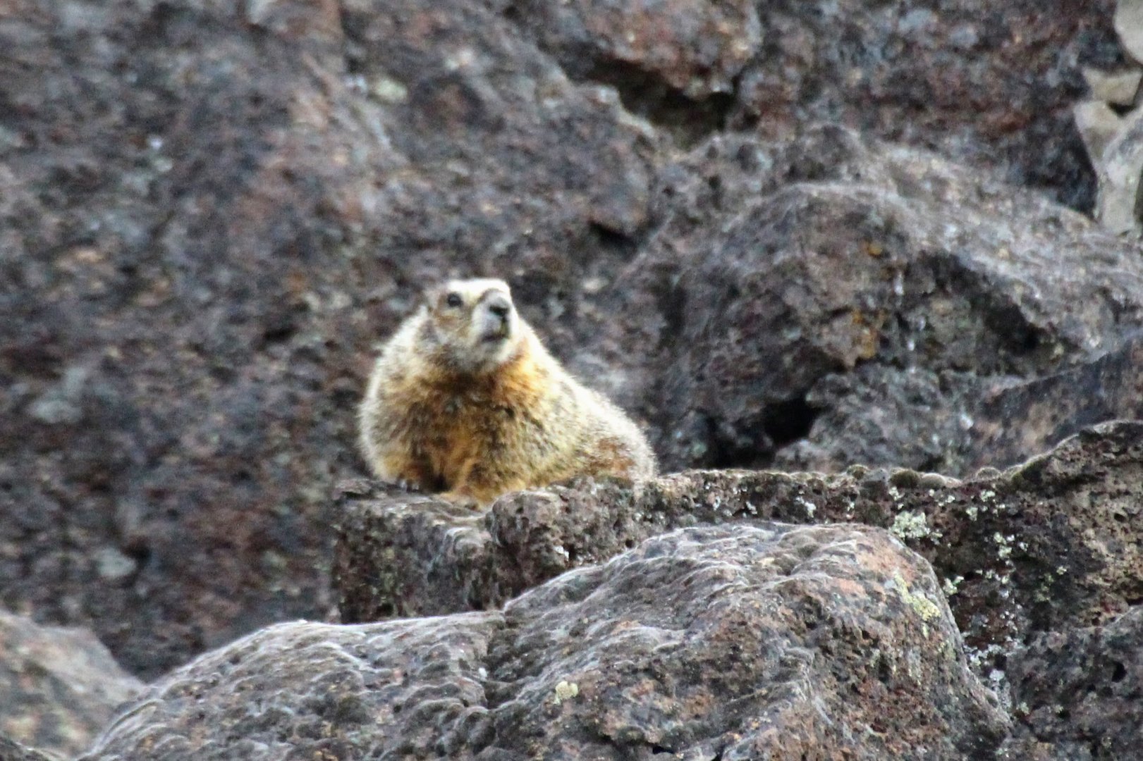 Yellow-bellied Marmot (Marmota flaviventris)