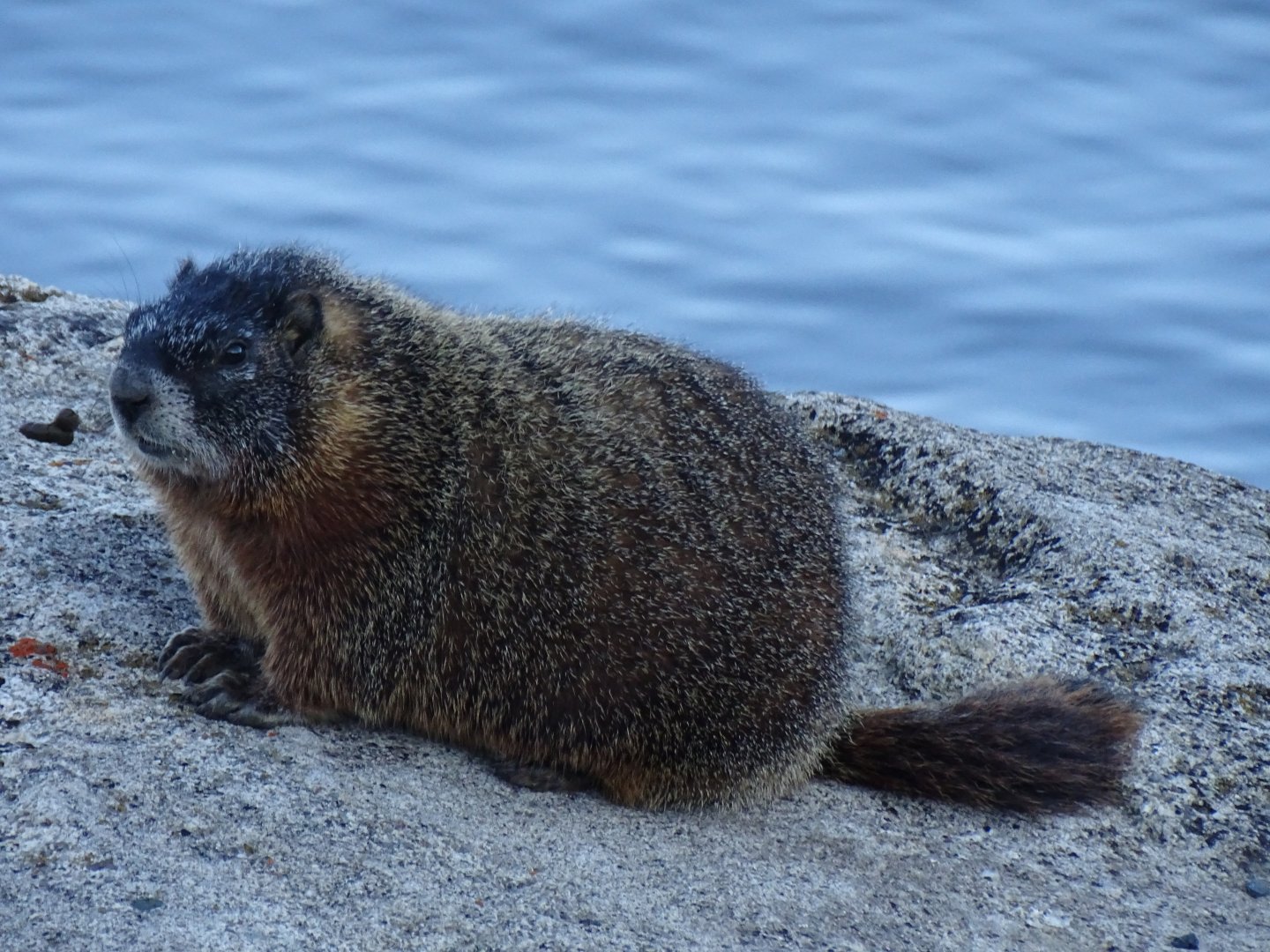Yellow-bellied marmot (Marmota flaviventris)