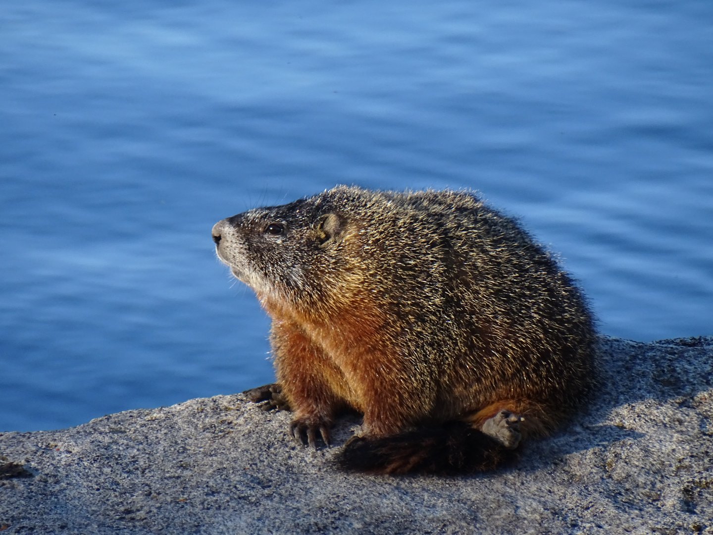 Yellow-bellied marmot (Marmota flaviventris)