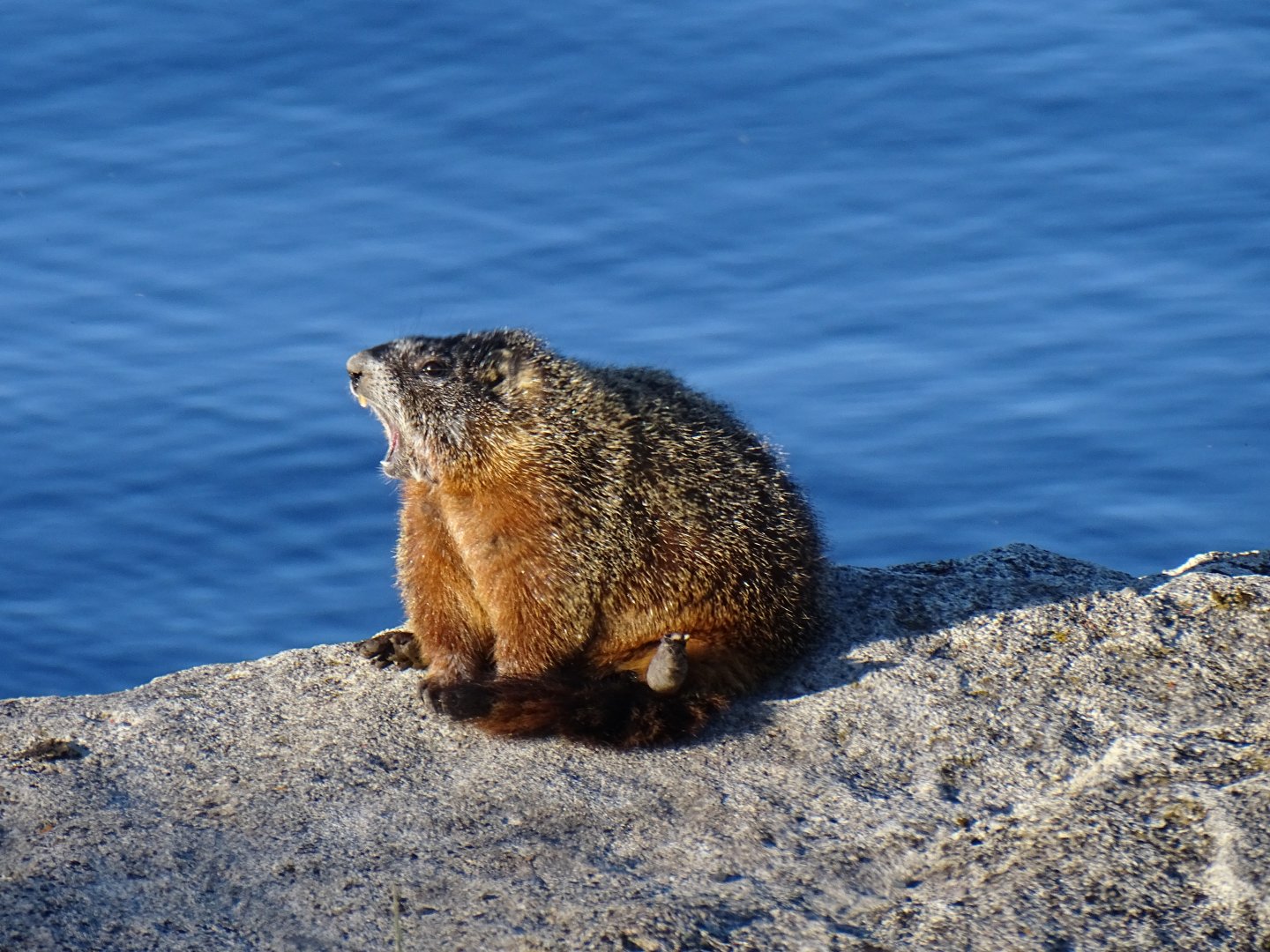Yellow-bellied marmot (Marmota flaviventris)