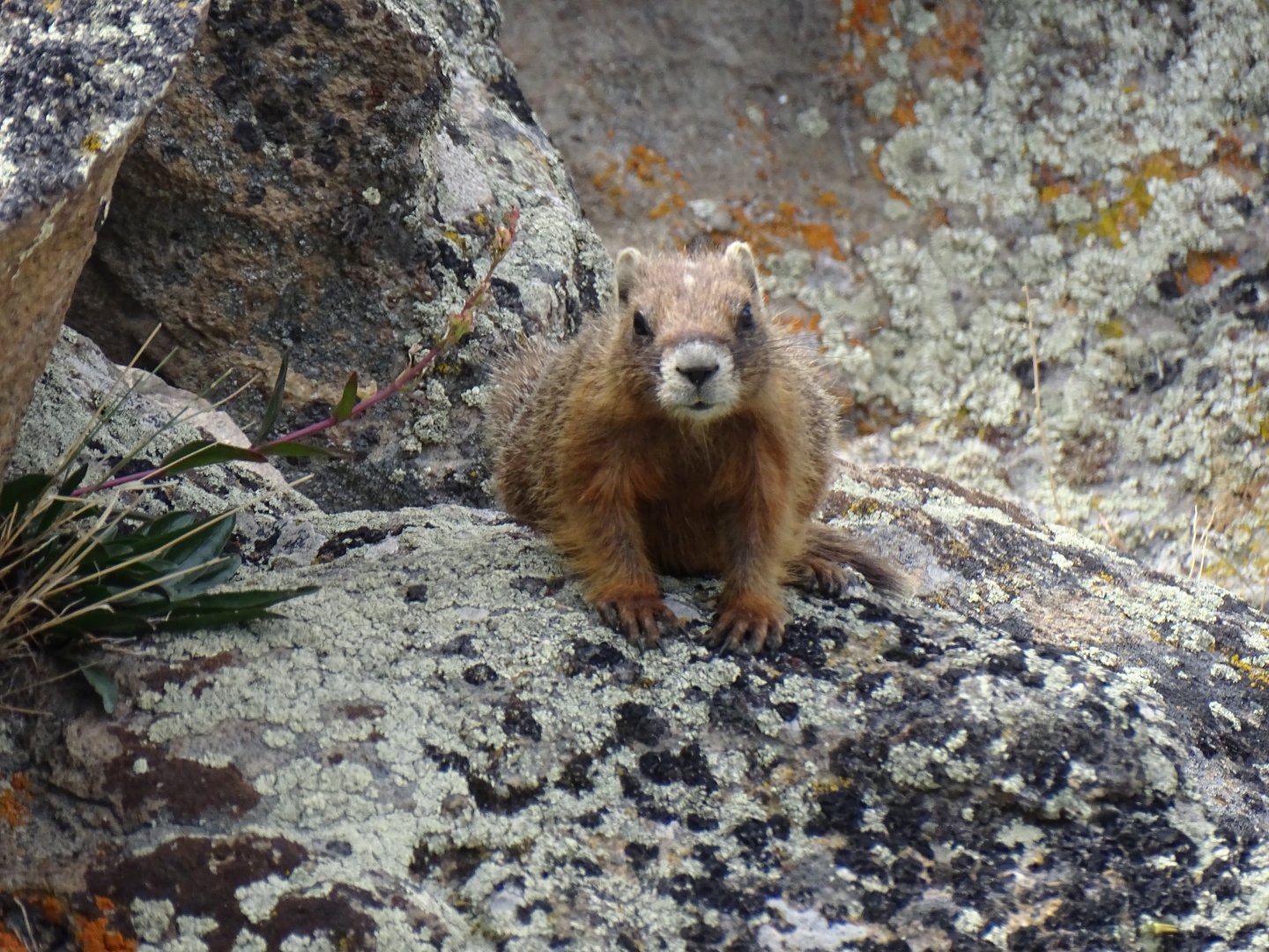 Yellow-bellied marmot (Marmota flaviventris)