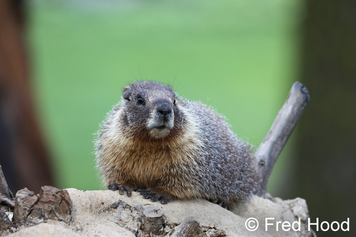 yellow bellied marmot (wild)