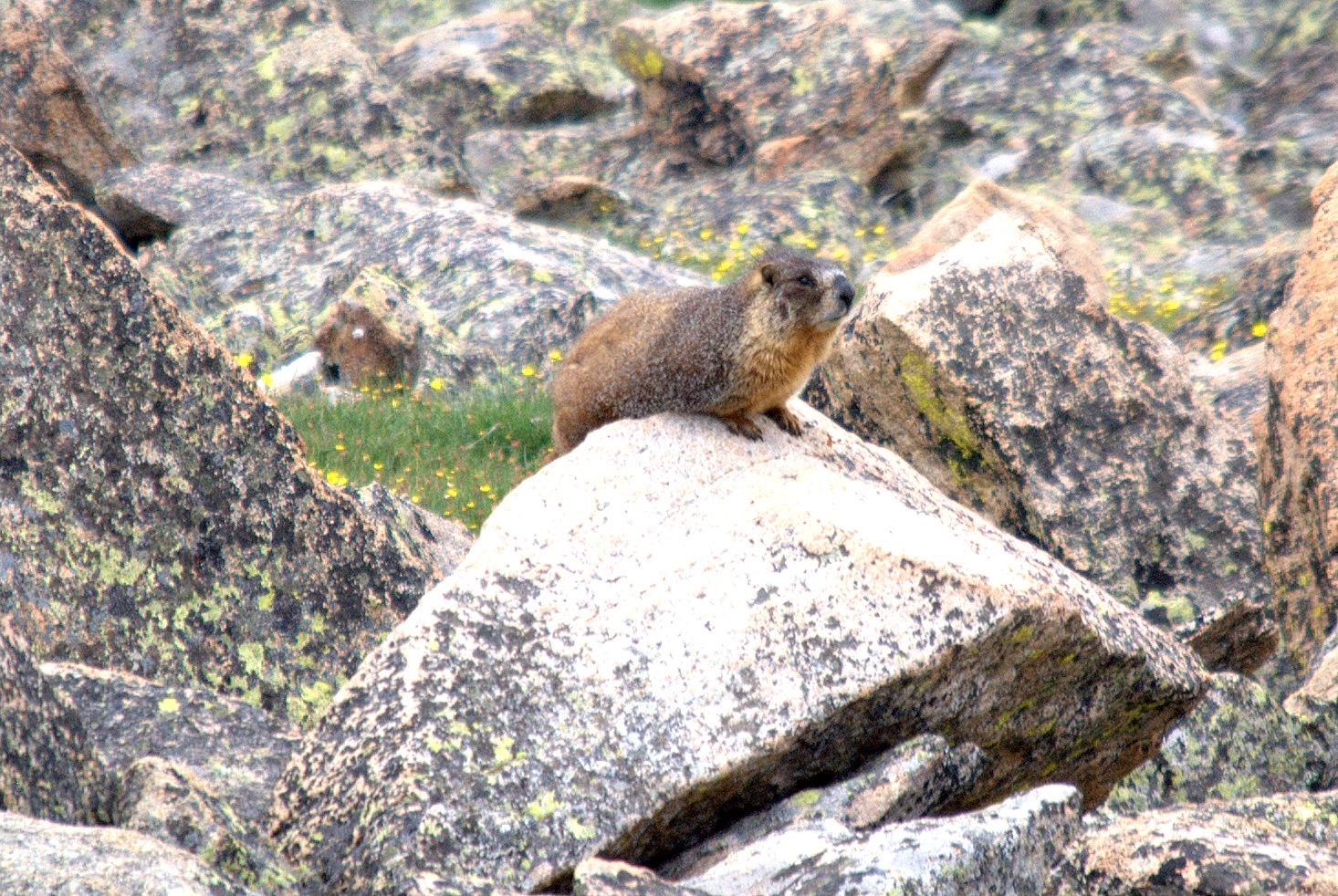 Yellow Bellied Marmot