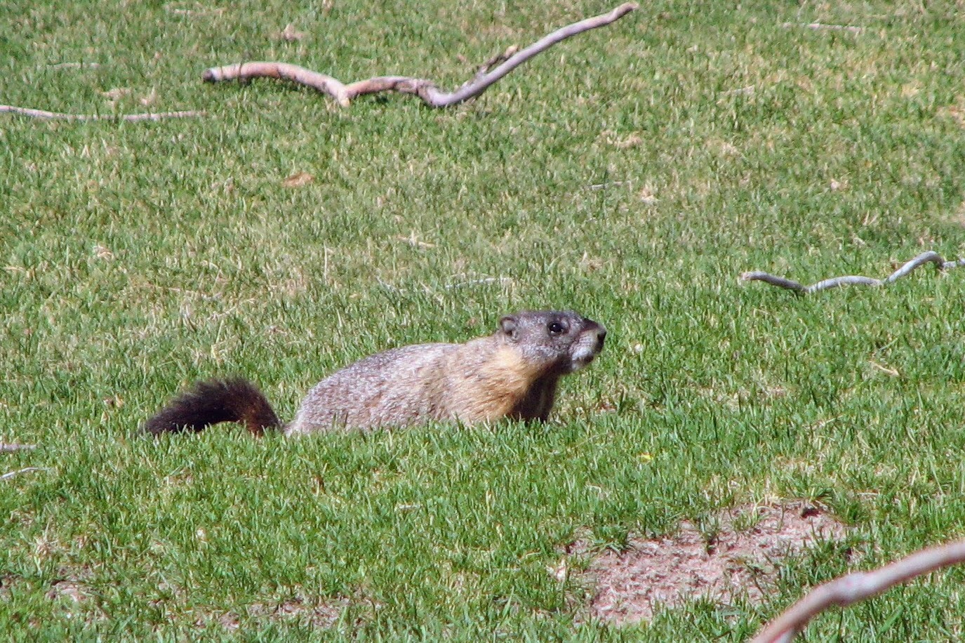 Yellow-bellied Marmot