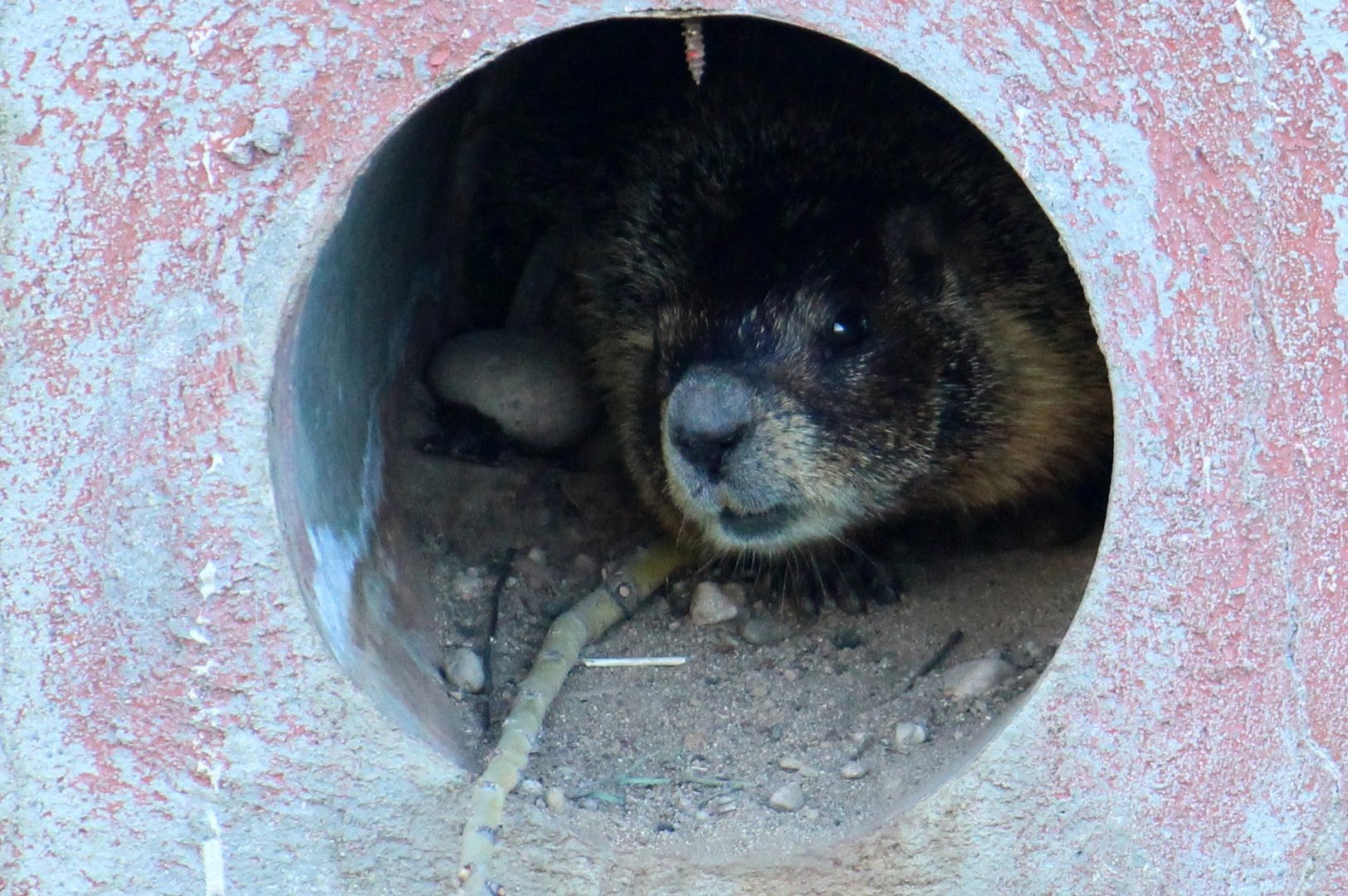 Yellow-bellied Marmot